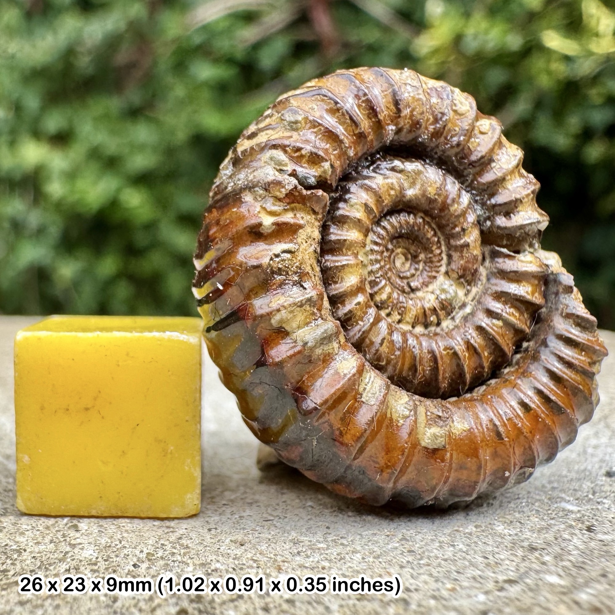 Catacoeloceras densicostatum Fossil Ammonite Jurassic Toarcian Tourondous France
