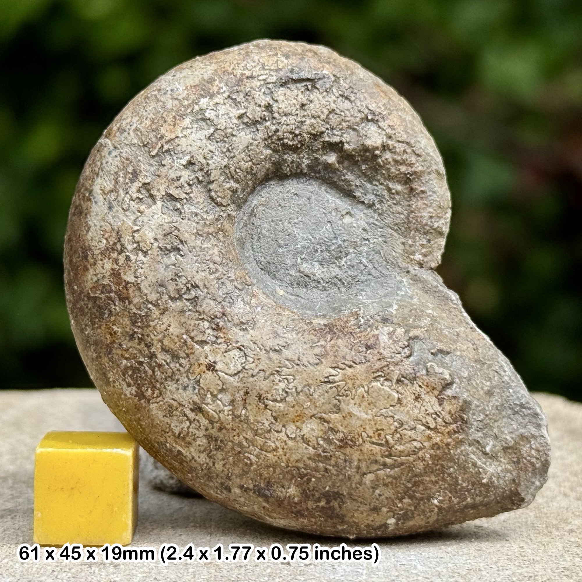 Rare Lytoceras jurensis Fossil Ammonite Jurassic Pliensbachian Schlierbach Germany