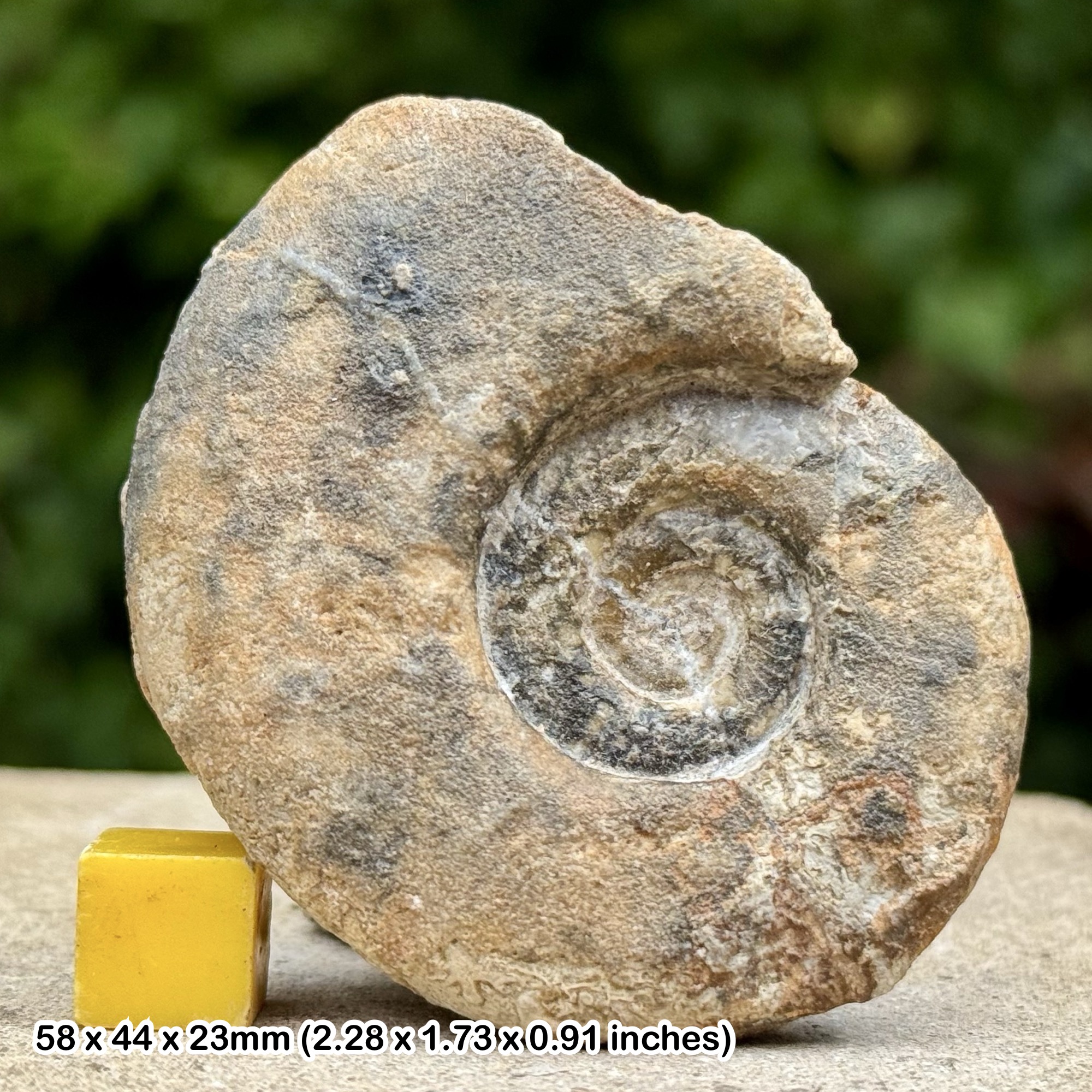 Rare Alocolytoceras Fossil Ammonite Jurassic Toarcian Bakrit Morocco Genuine Specimen