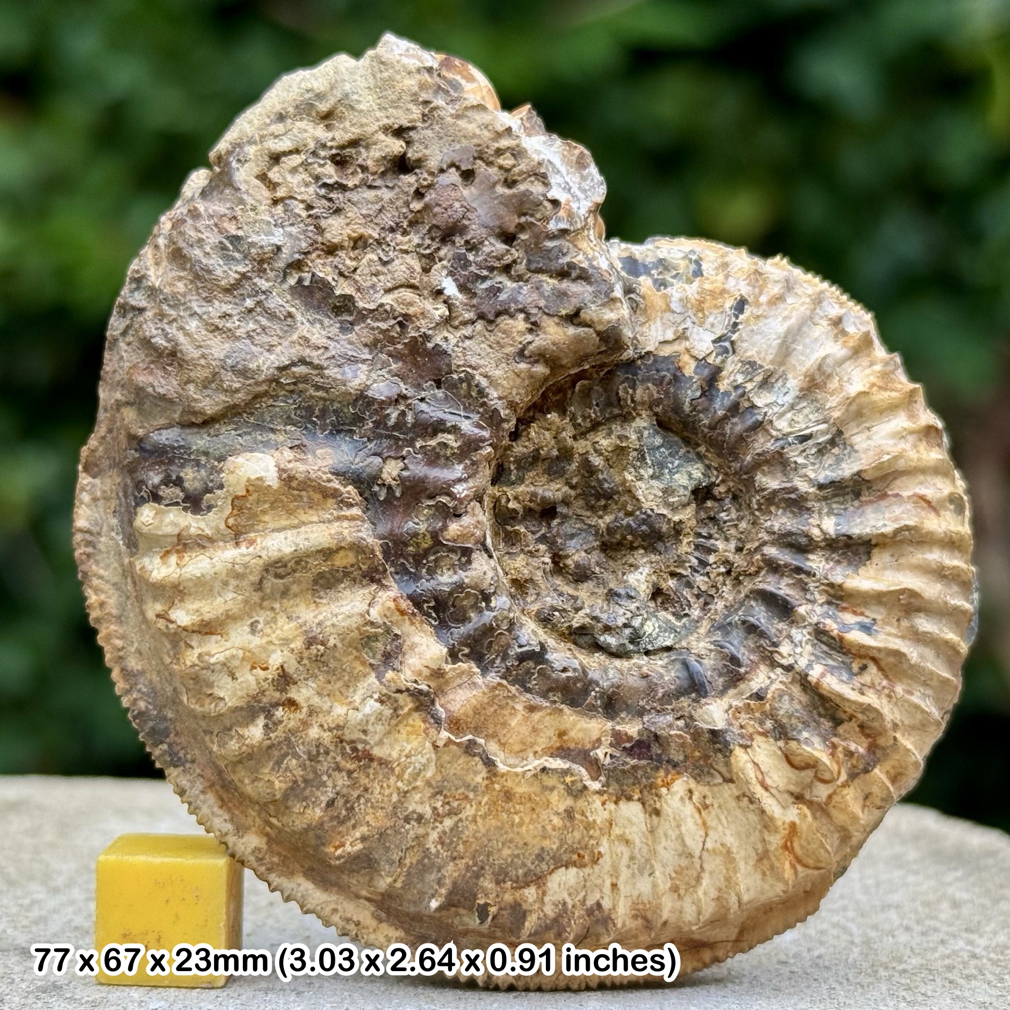 Rare Amoeboceras serratum Fossil Ammonite Oxfordian Jurassic Cambridgeshire UK Authentic