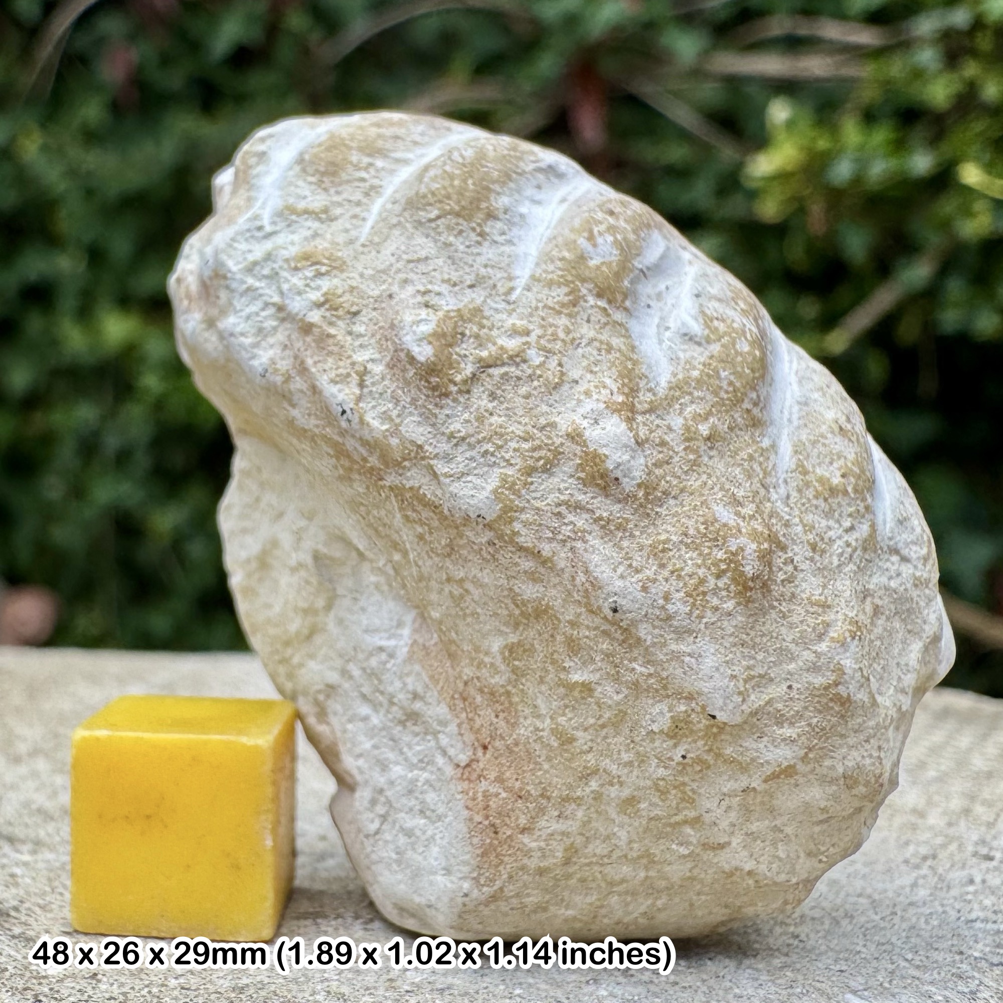Turrilites Fossil Heteromorph Ammonite Partial Lower Cenomanian Cretaceous Sussex England with COA