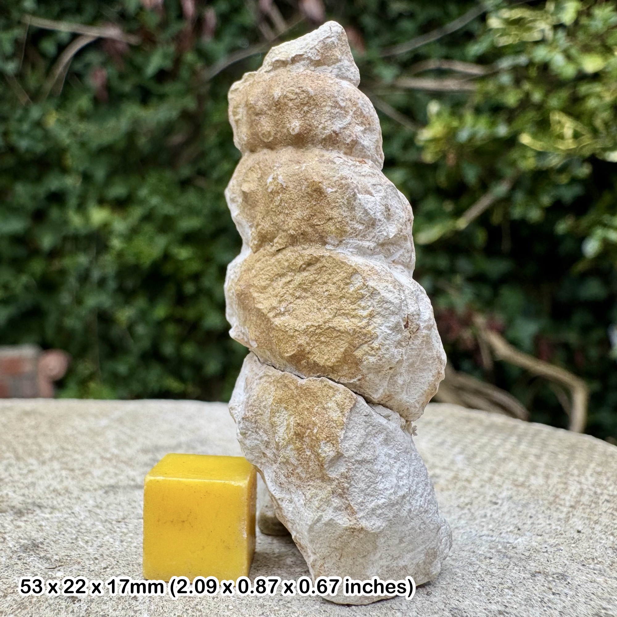 Turrilites Fossil Heteromorph Ammonite Partial Lower Cenomanian Cretaceous Sussex England with COA