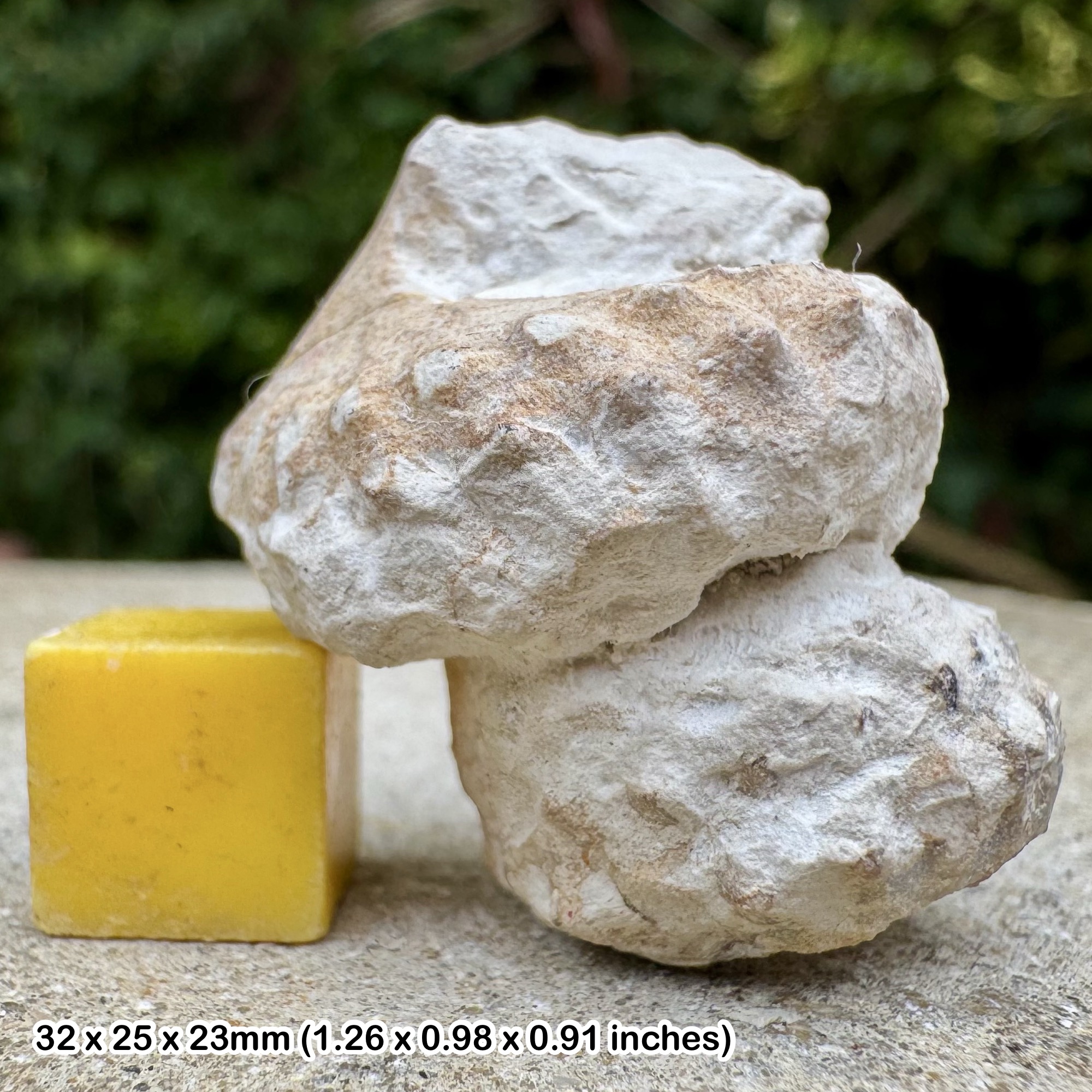Turrilites Fossil Heteromorph Ammonite Partial Lower Cenomanian Cretaceous Sussex England with COA