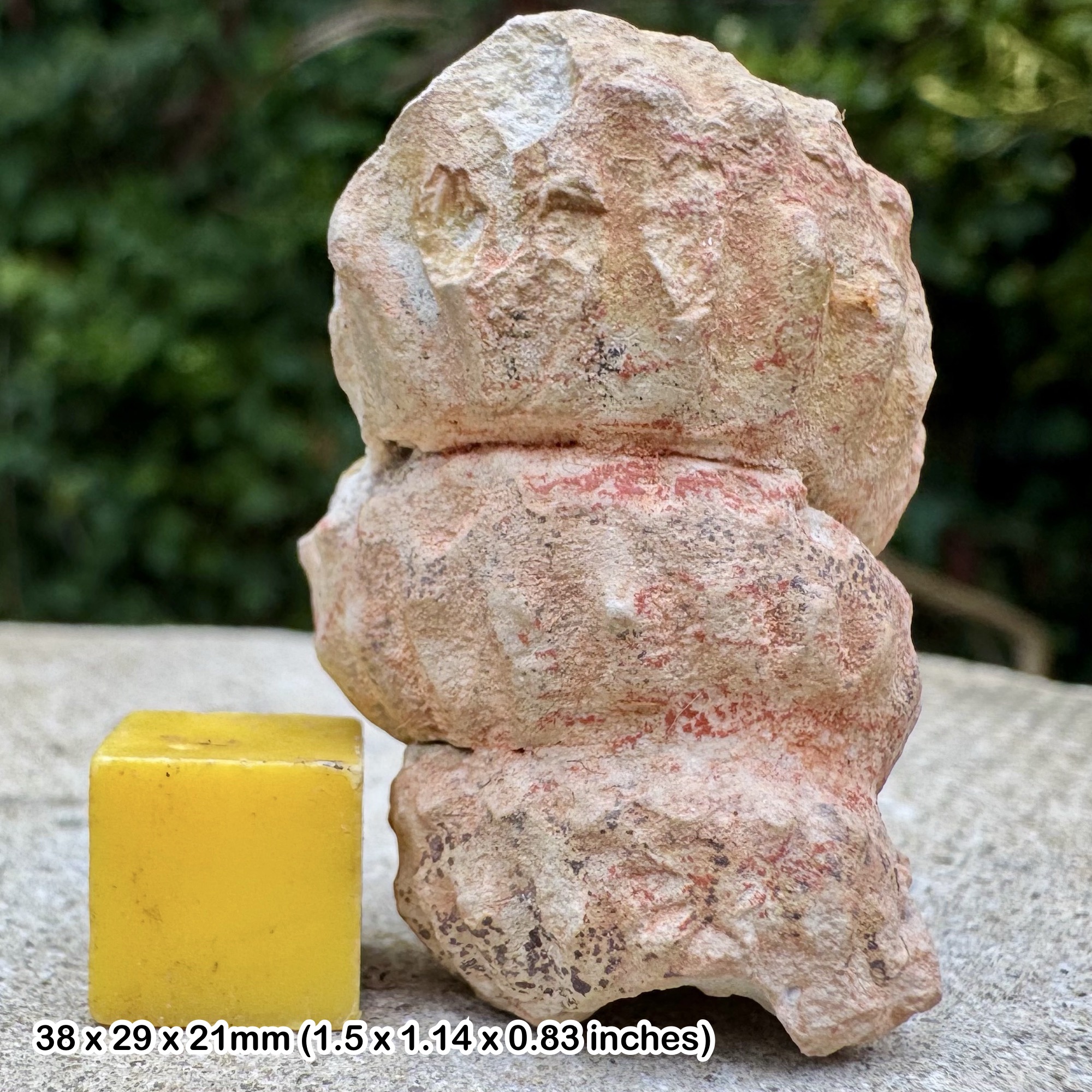 Turrilites Fossil Heteromorph Ammonite Partial Lower Cenomanian Cretaceous Sussex England with COA