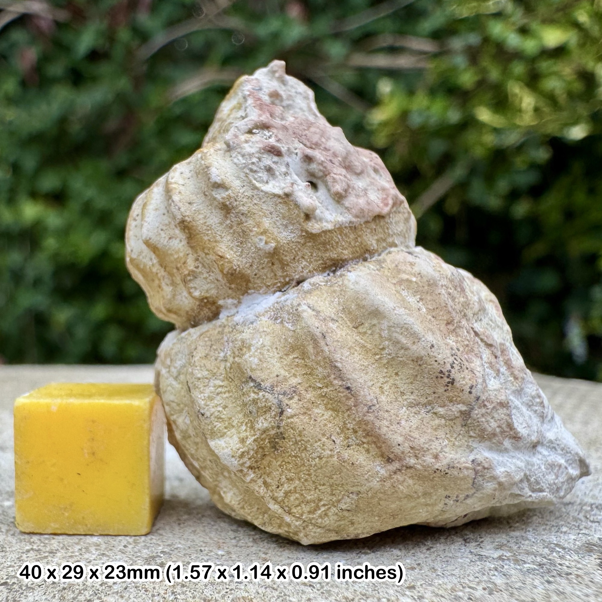 Turrilites Fossil Heteromorph Ammonite Partial Lower Cenomanian Cretaceous Sussex England with COA