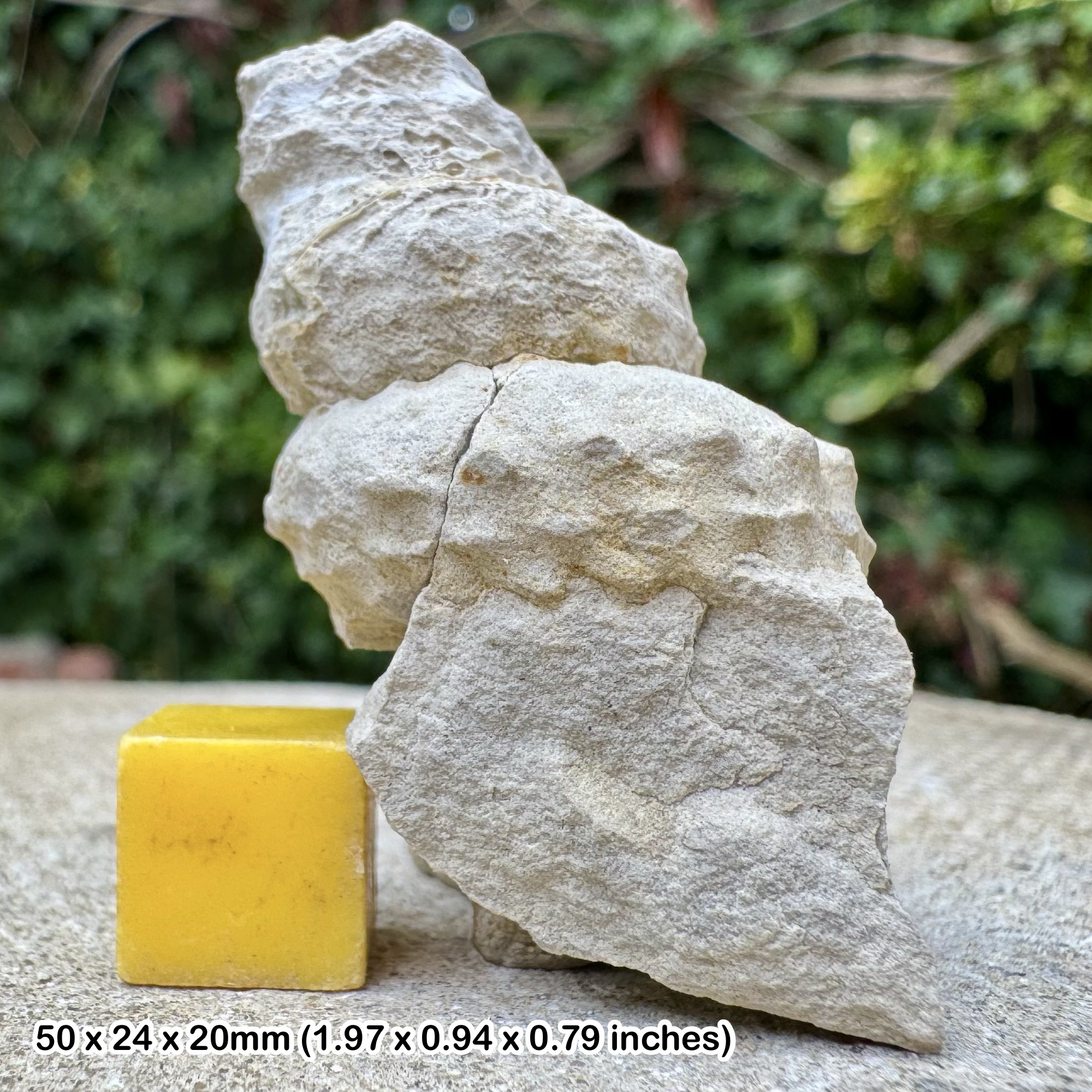 Turrilites Fossil Heteromorph Ammonite Partial Lower Cenomanian Cretaceous Sussex England with COA
