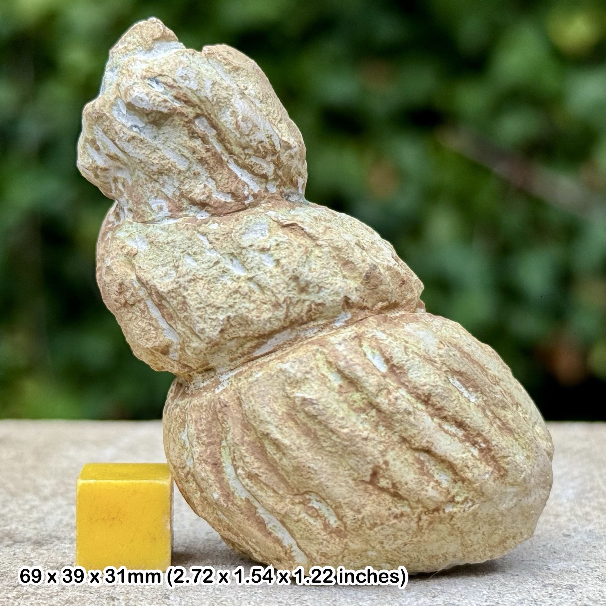 Turrilites Fossil Heteromorph Ammonite Partial Lower Cenomanian Cretaceous Sussex England with COA