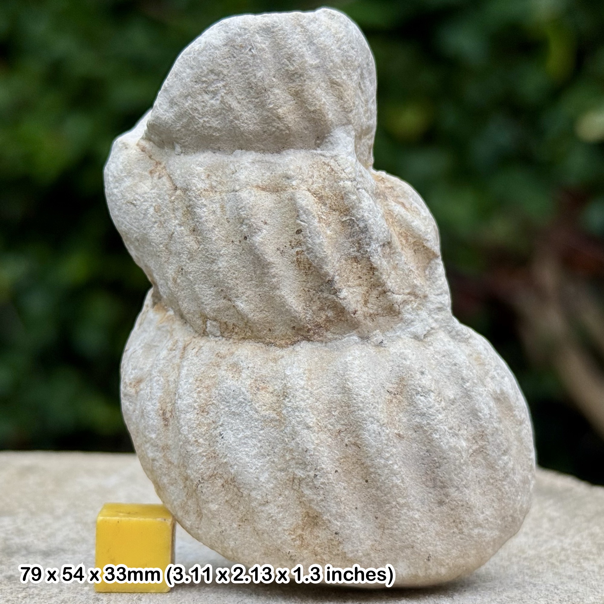 Turrilites Fossil Heteromorph Ammonite Partial Lower Cenomanian Cretaceous Sussex England with COA