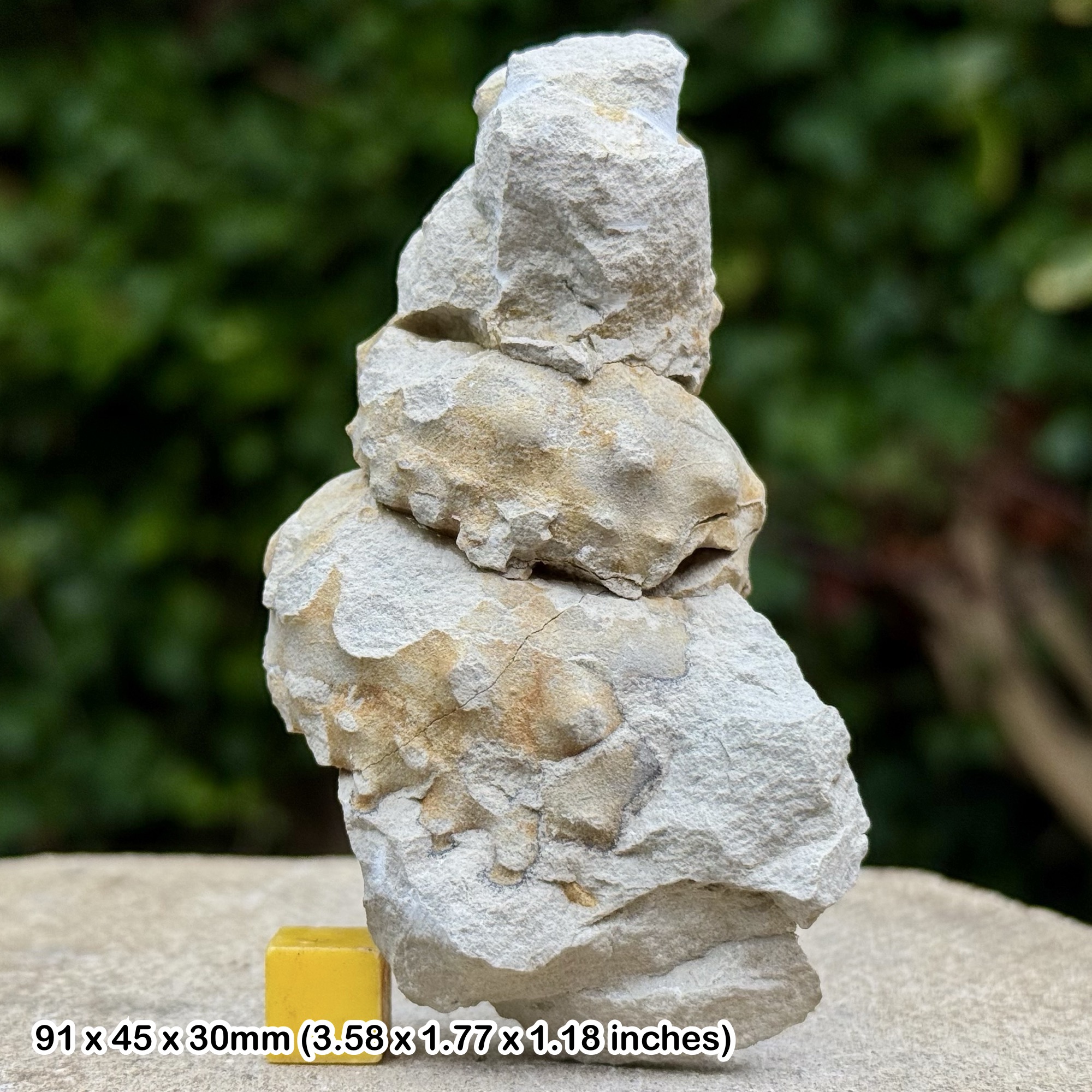 Turrilites Fossil Heteromorph Ammonite Partial Lower Cenomanian Cretaceous Sussex England with COA