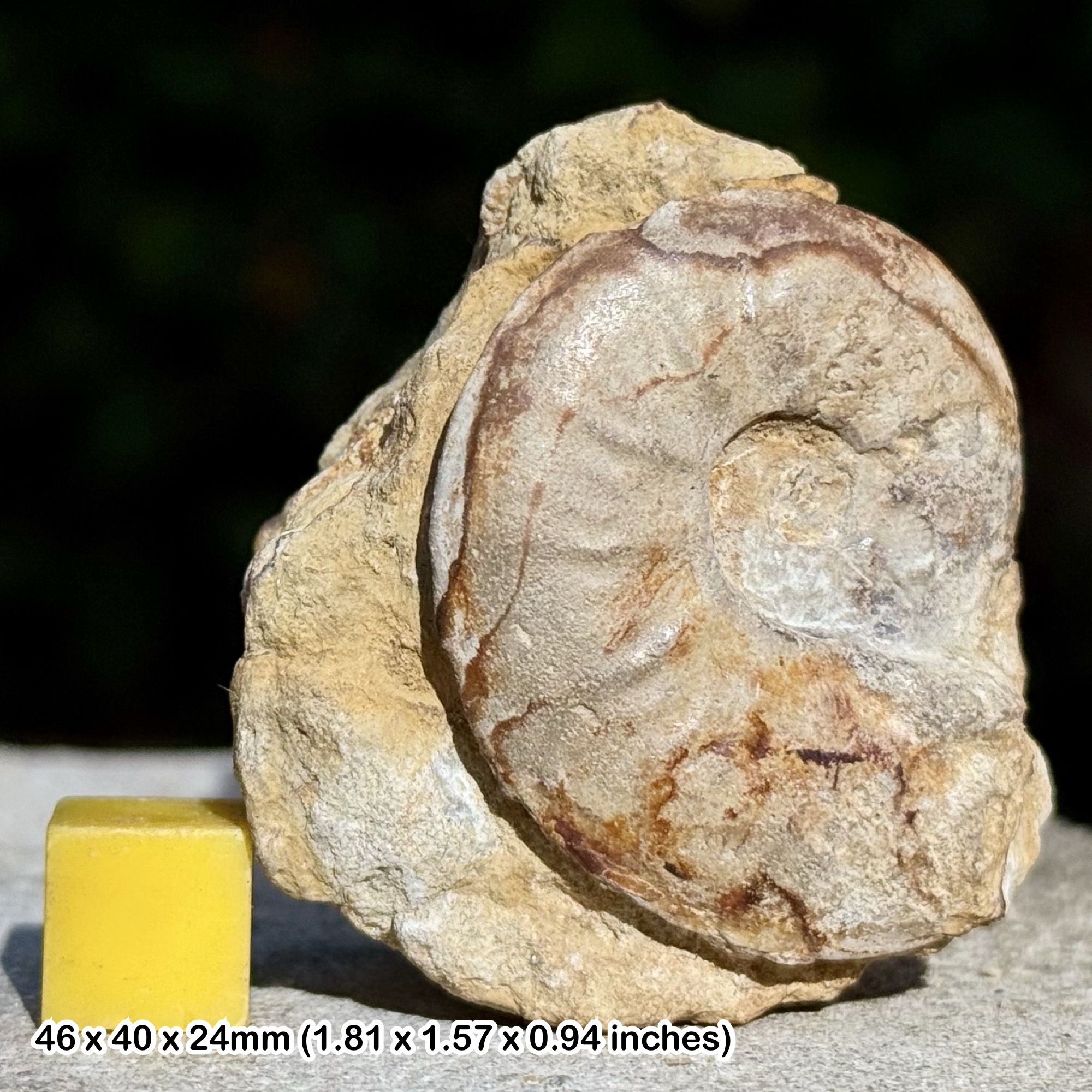Gruneria gruneri Ammonite Fossil Toarcian Jurassic Dorset UK Genuine Collectors Specimen
