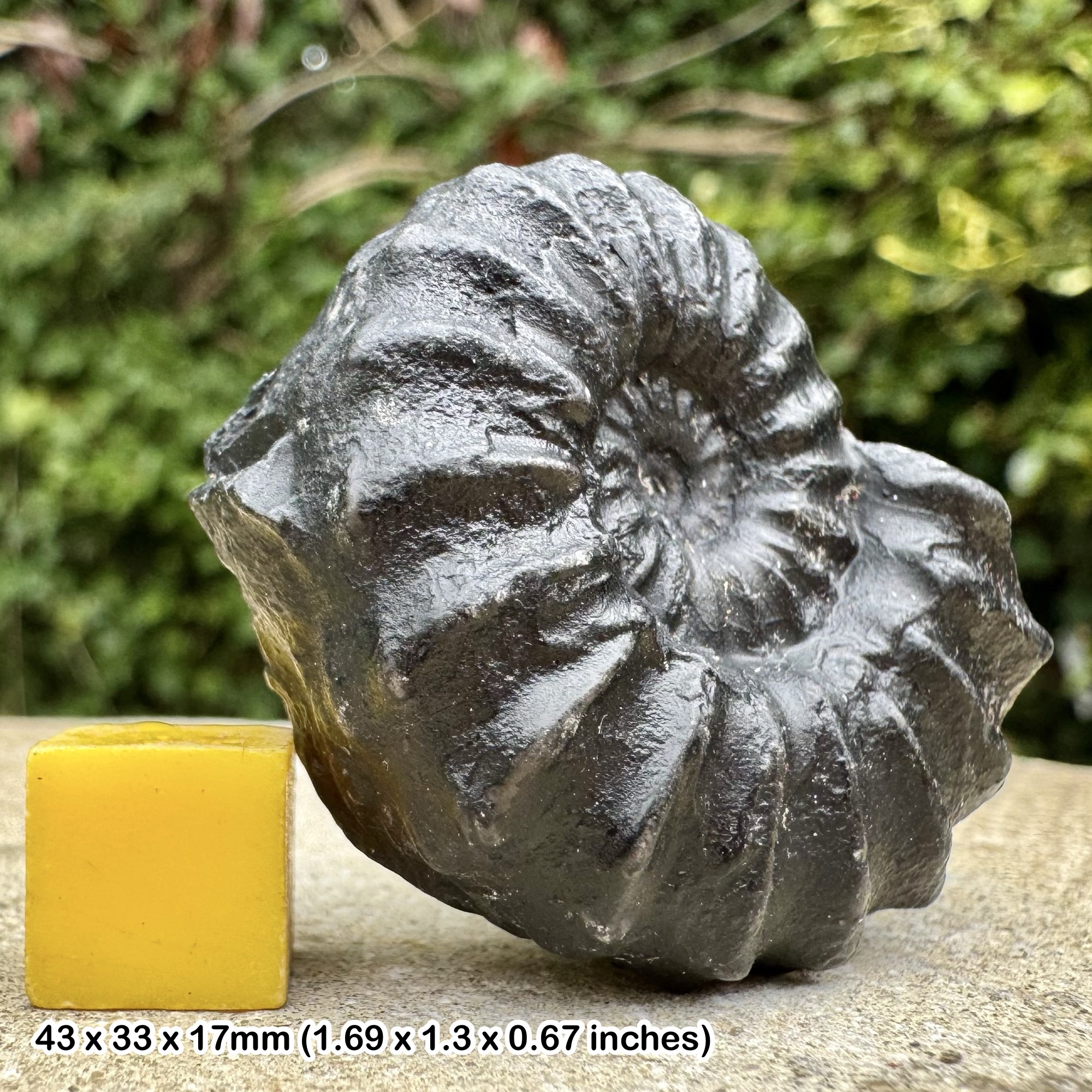 Rare Eubrancoceras aegoceratoides Ammonite Fossil Albian Cretaceous Chulec Formation Machay Group Proya Peru Genuine