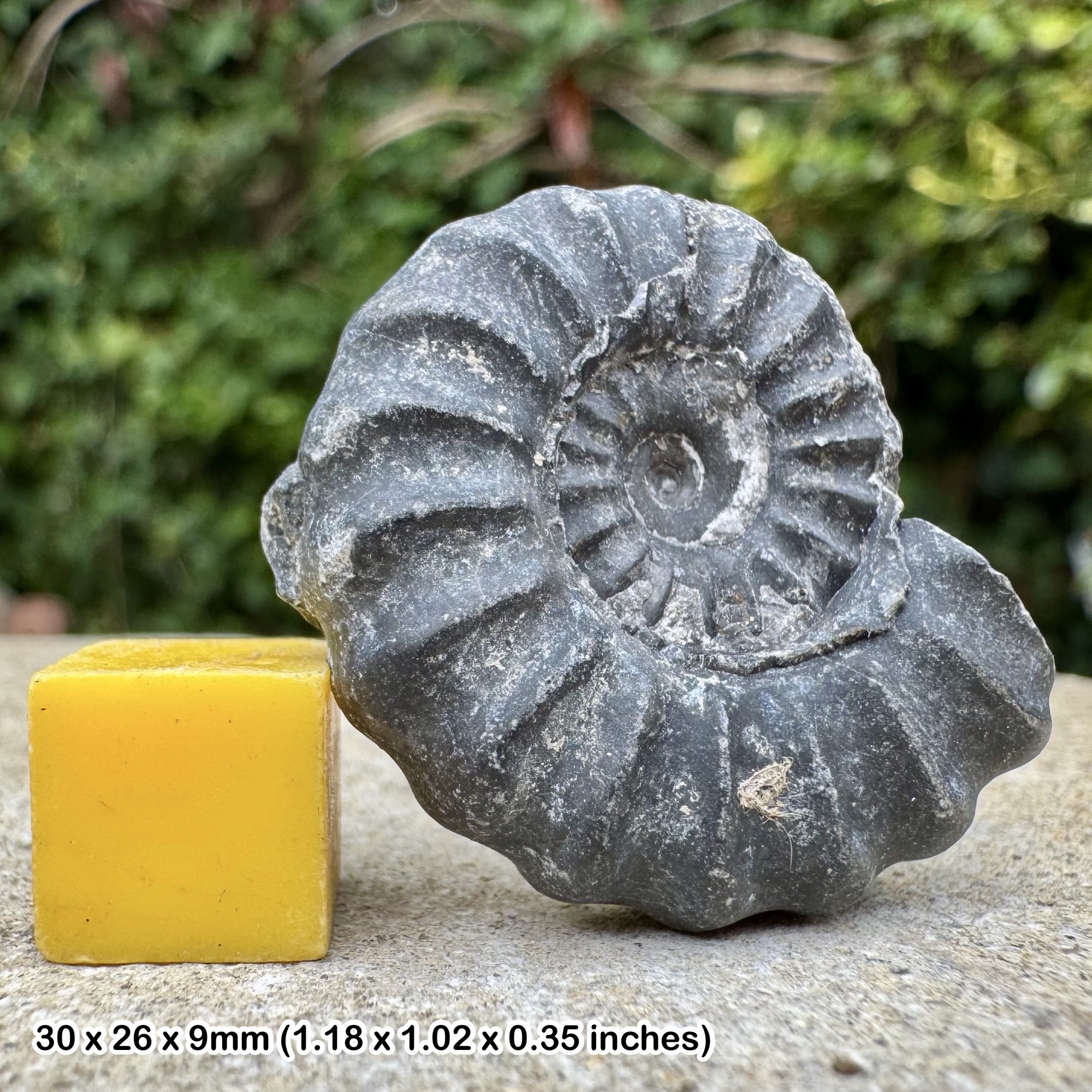 Rare Eubrancoceras aegoceratoides Ammonite Fossil Albian Cretaceous Chulec Formation Machay Group Proya Peru Genuine