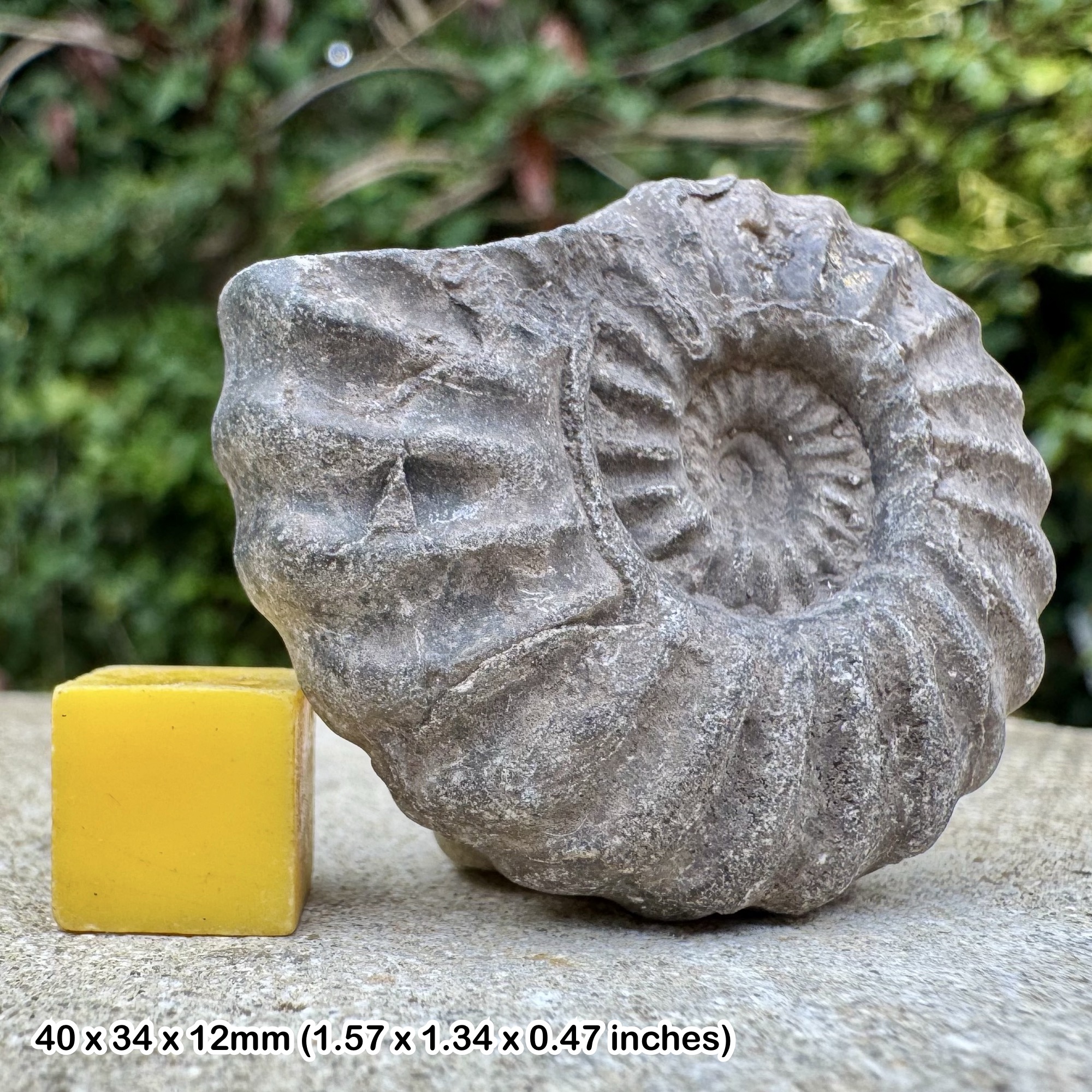 Rare Eubrancoceras aegoceratoides Ammonite Fossil Albian Cretaceous Chulec Formation Machay Group Proya Peru Genuine