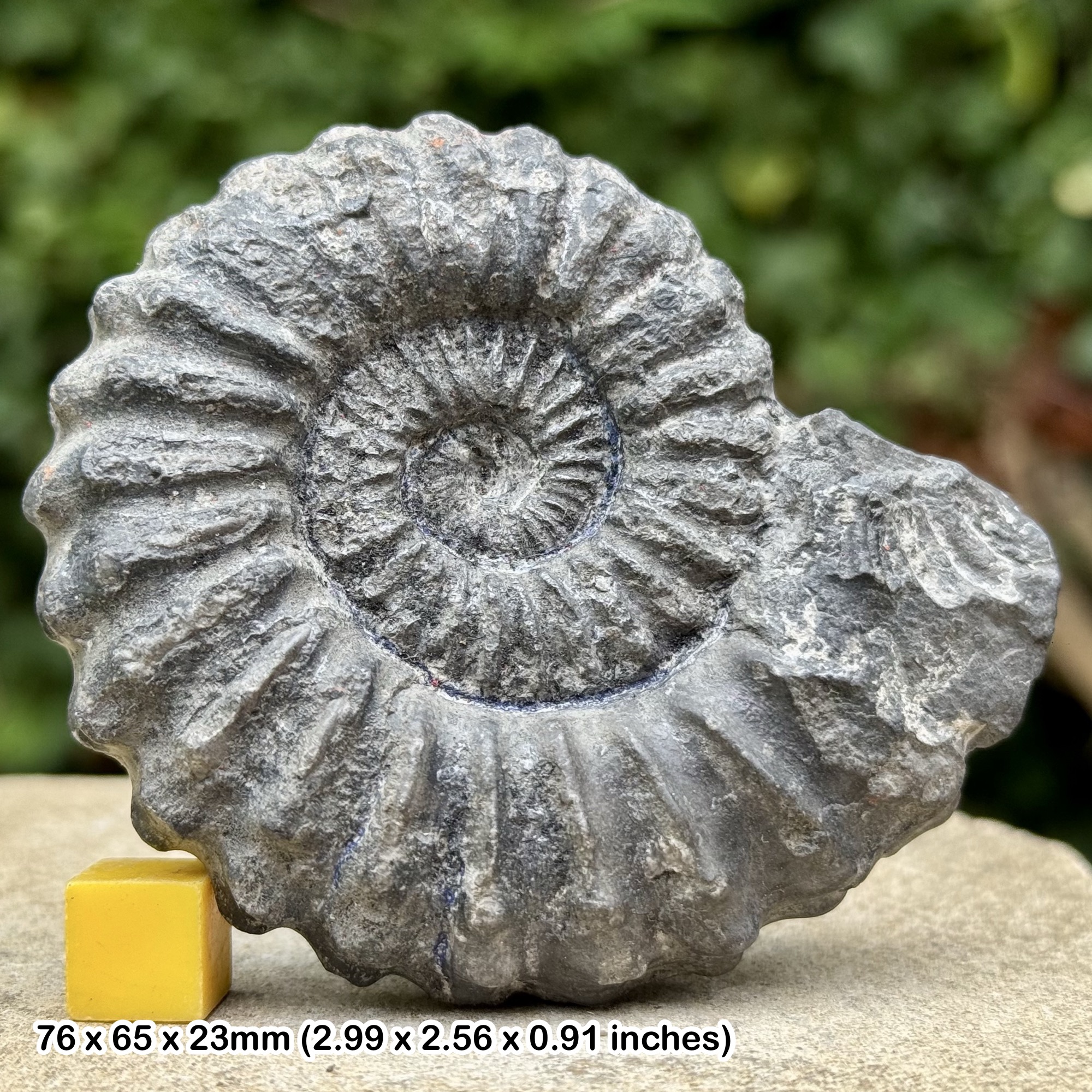 Rare Lyelliceras lyelli Ammonite Fossil Albian Cretaceous Chulec Formation Machay Group Proya Peru Genuine Specimen