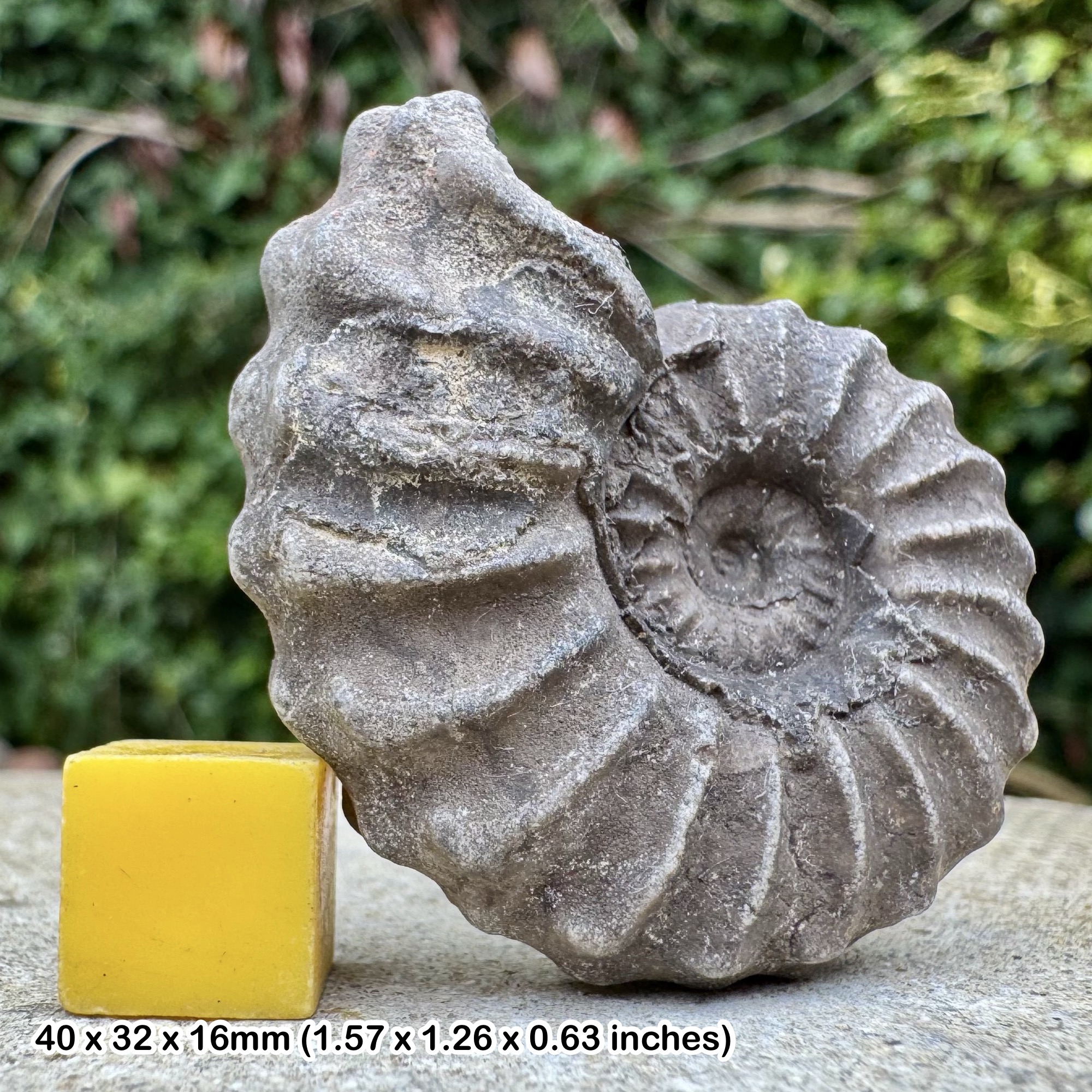 Rare Lyelliceras lyelli Ammonite Fossil Albian Cretaceous Chulec Formation Machay Group Proya Peru Genuine Specimen