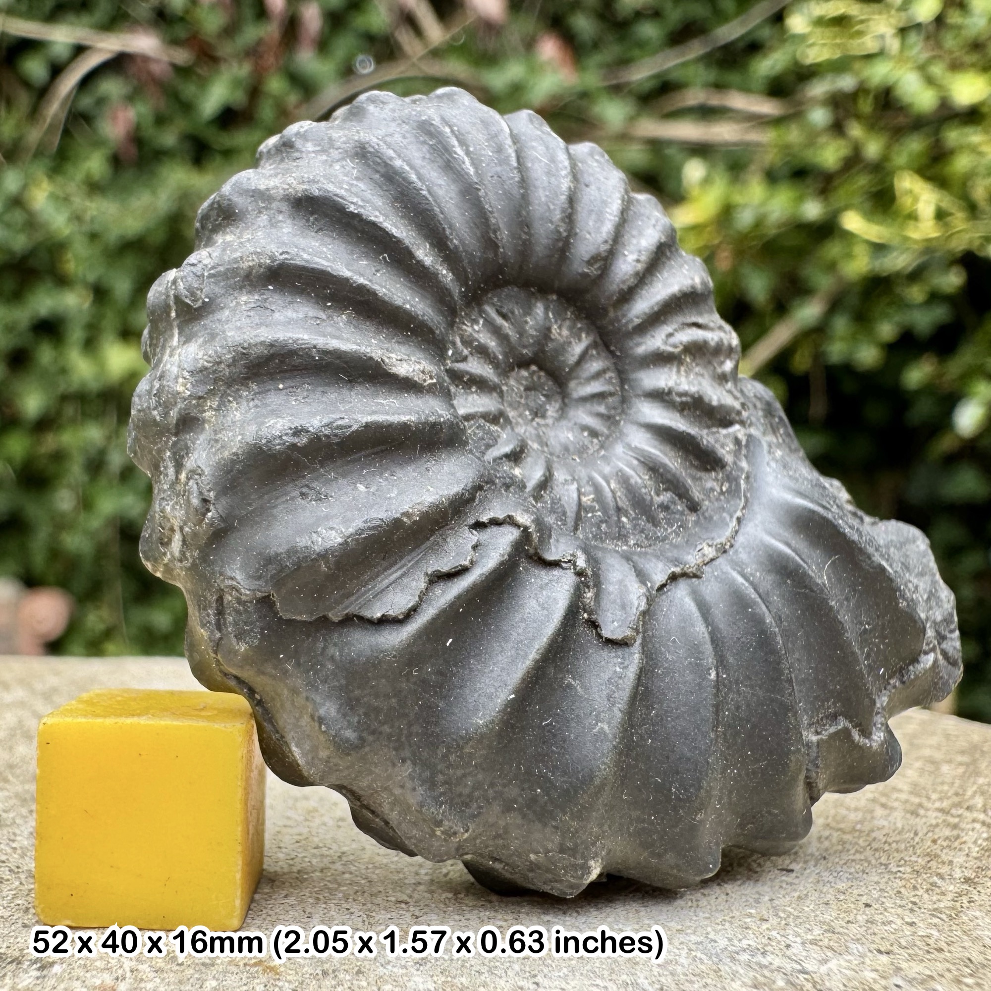 Rare Prolyelliceras prorsocurvatum Ammonite Fossil Albian Cretaceous Chulec Formation Machay Group Proya Peru Genuine