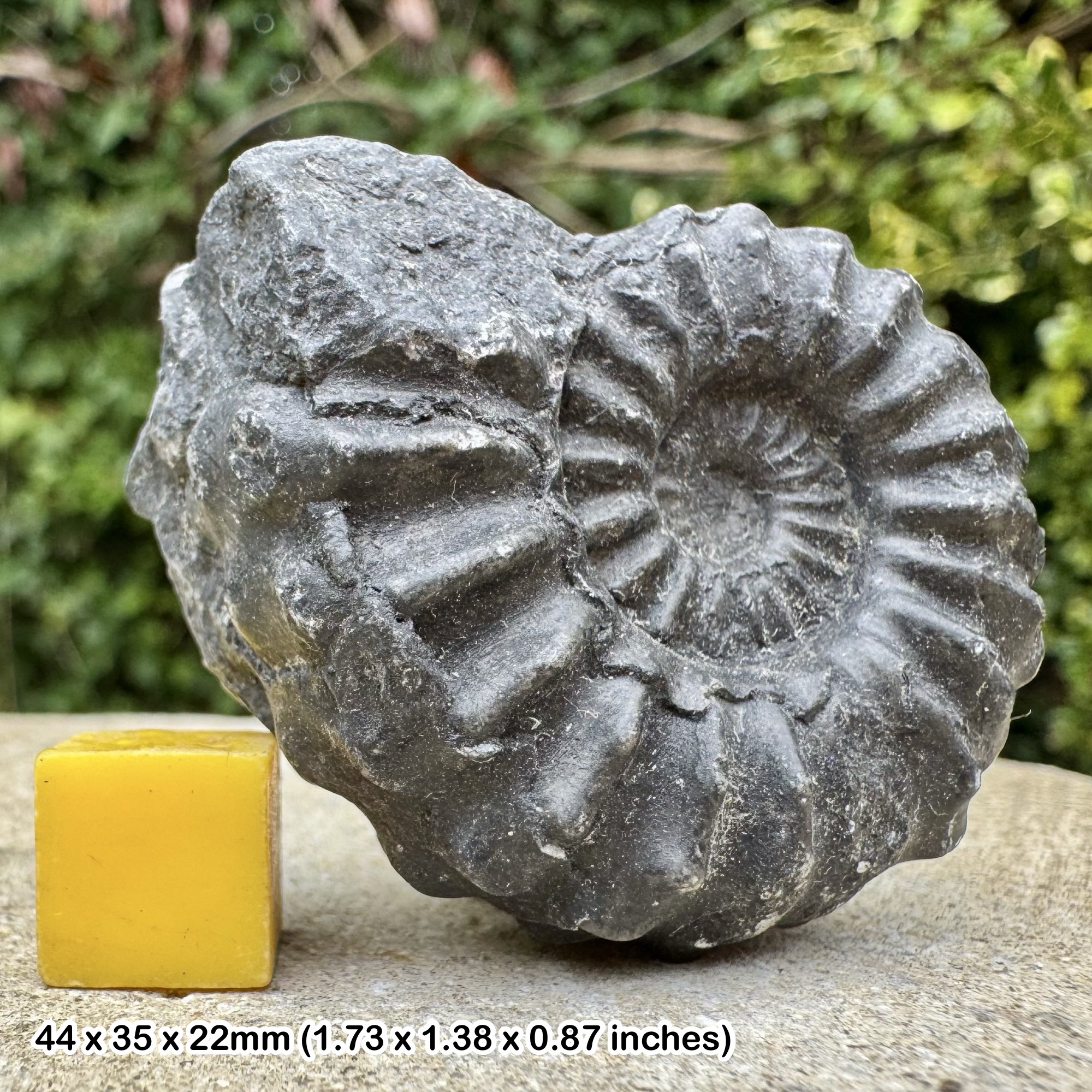 Rare Lyelliceras lyelli Ammonite Fossil Albian Cretaceous Chulec Formation Machay Group Proya Peru Authentic Certified