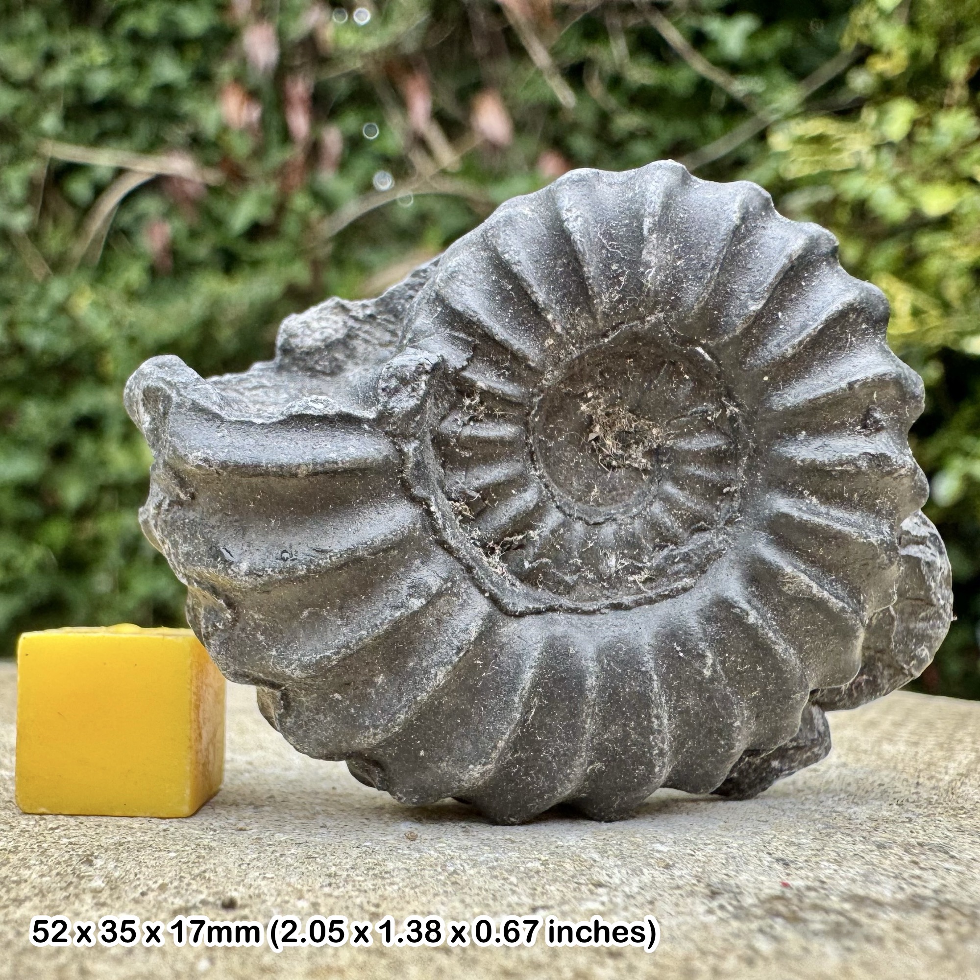 Rare Prolyelliceras prorsocurvatum Ammonite Fossil Albian Cretaceous Chulec Formation Machay Group Proya Peru Certified