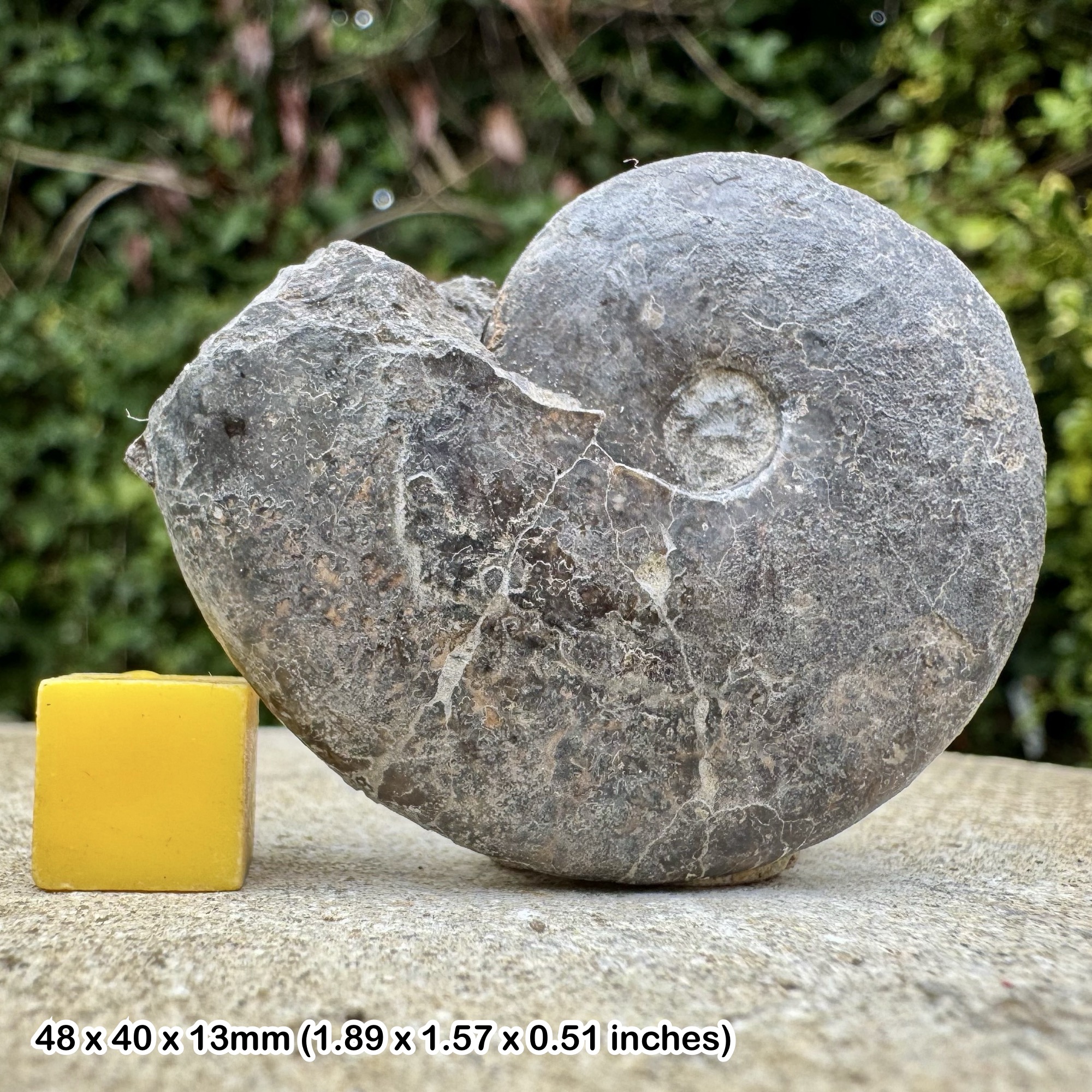 Rare Brewericeras hulenense Ammonite Fossil Albian Cretaceous Queen Charlotte Island Canada Authentic Certified