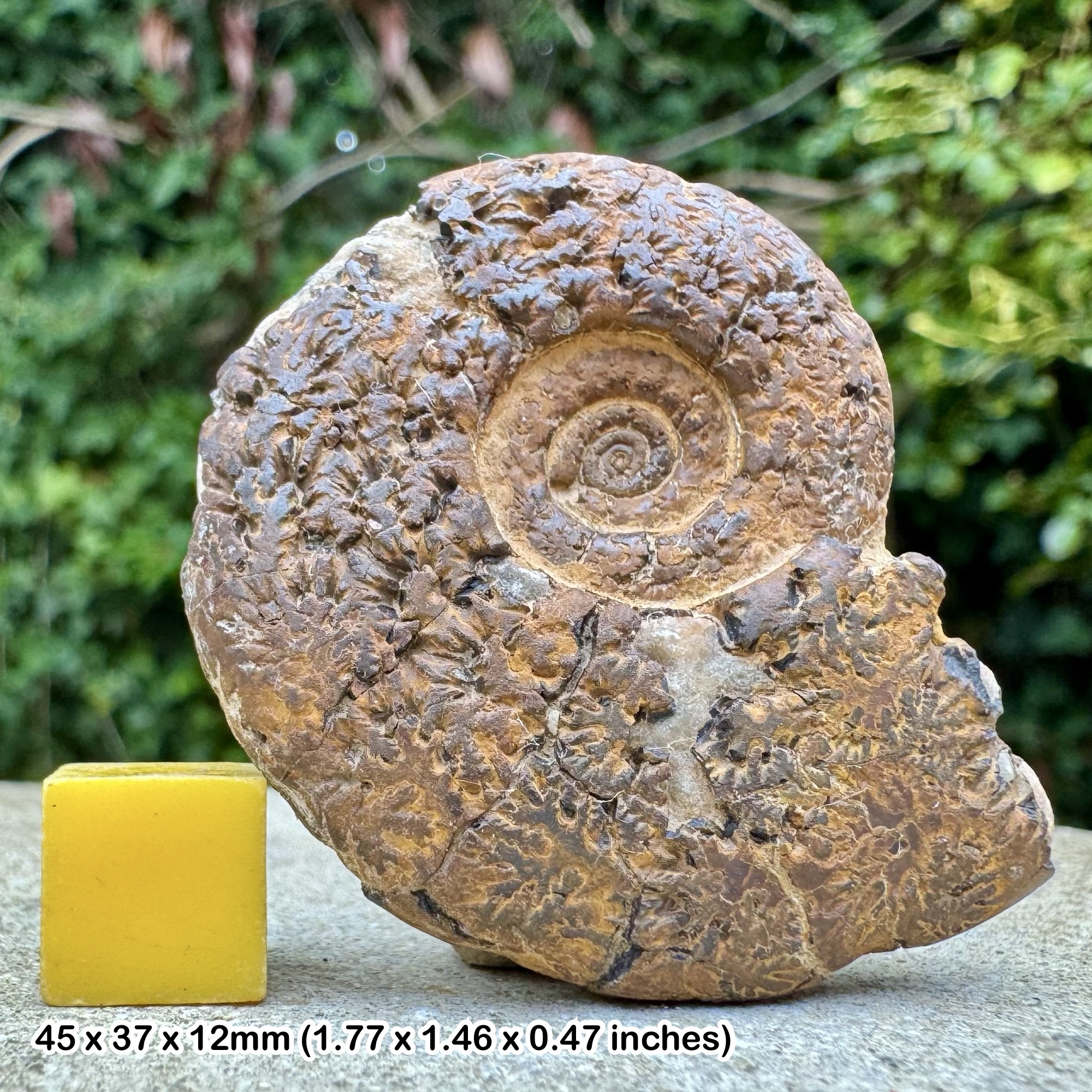 Rare Cleoniceras neosaynella Ammonite Fossil Lower Albian Cretaceous Morocco Authentic Certified Genuine Collection