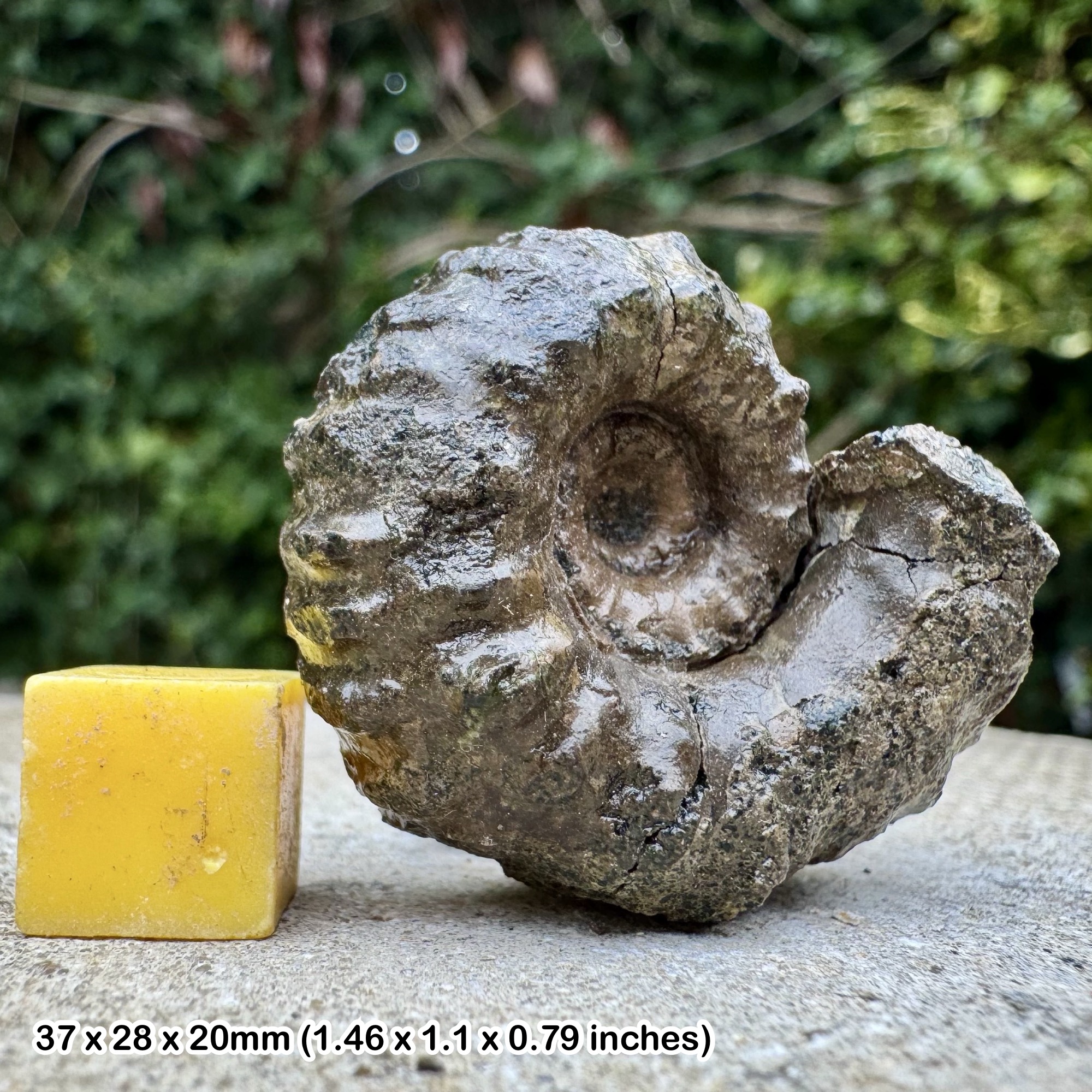 Rare Lyelliceras lyelli Ammonite Fossil Albian Cretaceous Chulec Formation Machay Group Proya Peru Authentic Certified