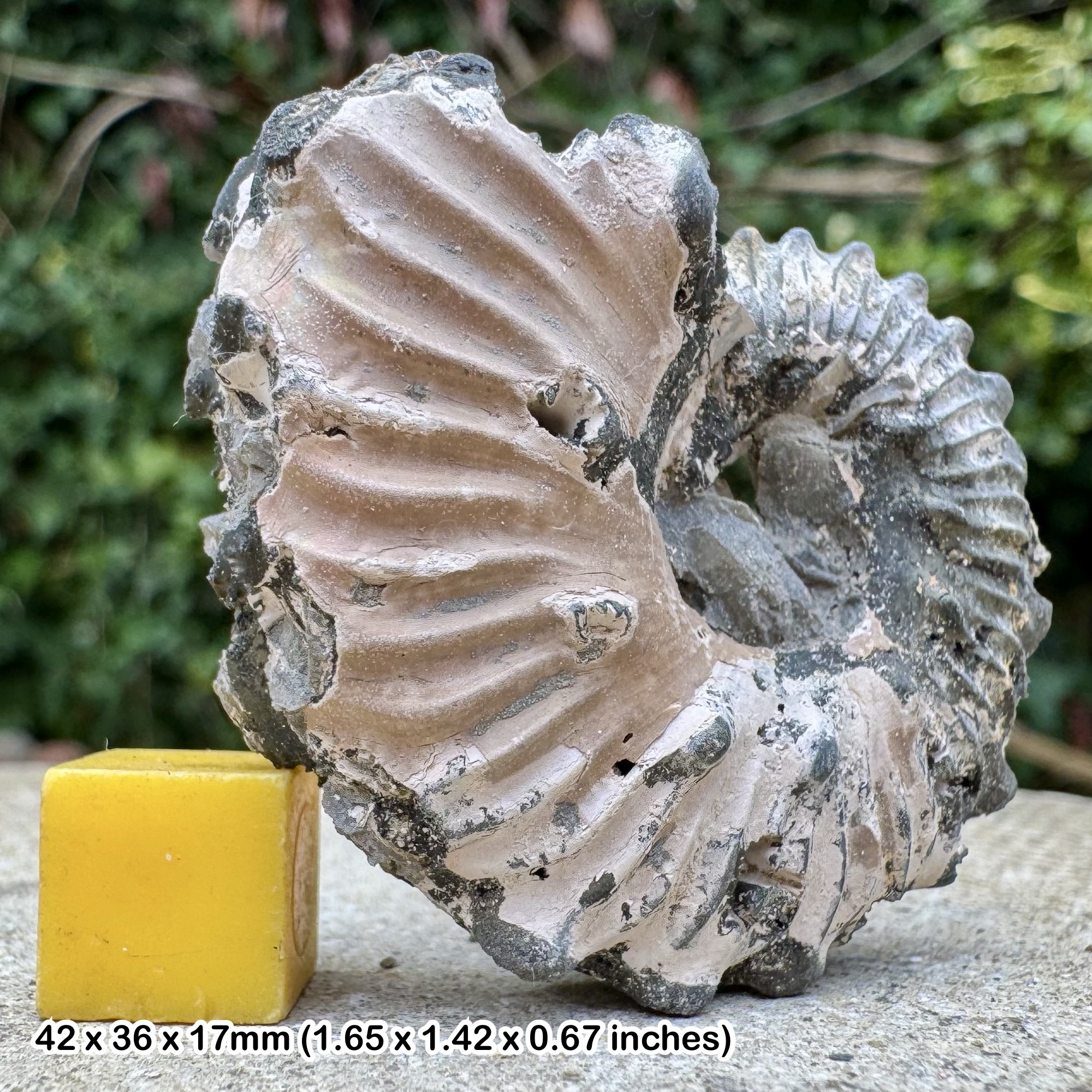 Rare Euhoplites opalinus Ammonite Fossil Gault Clay Albian Cretaceous Folkestone United Kingdom Certified