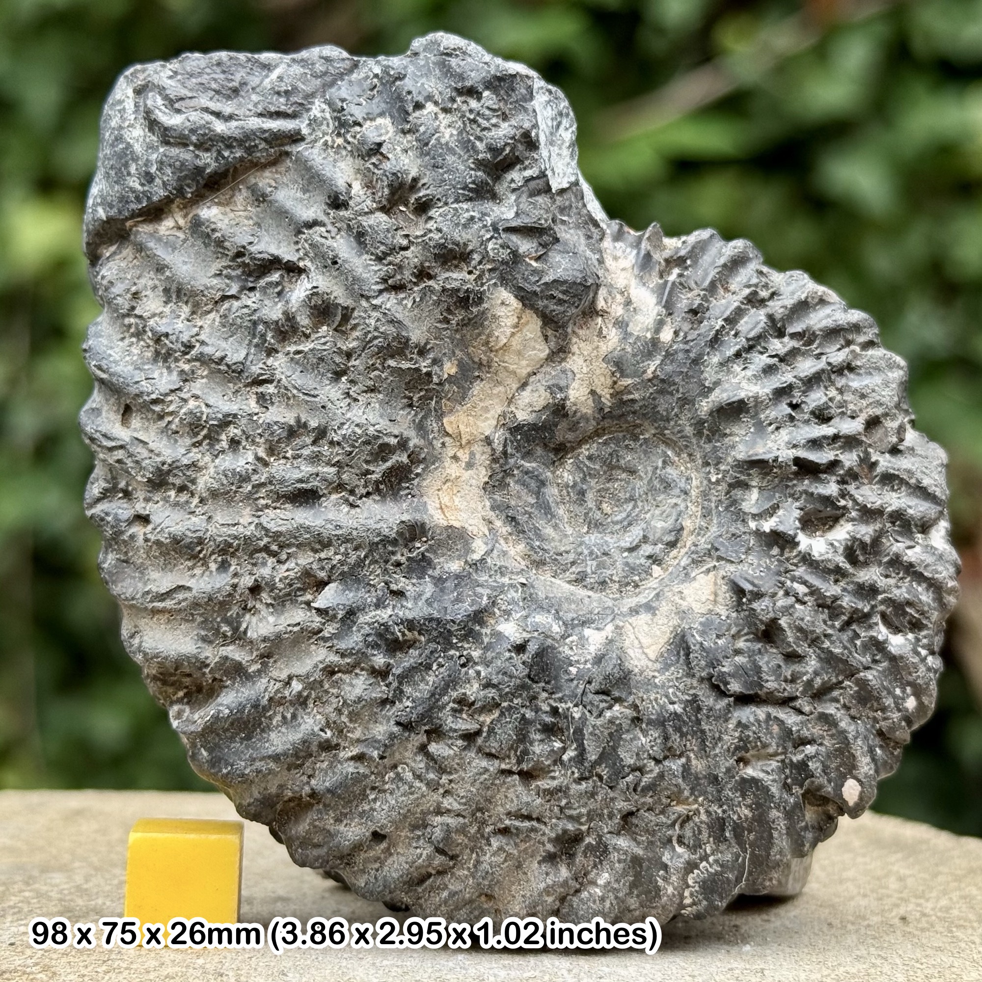 Rare Euhoplites dentatus Ammonite Fossil Gault Clay Albian Cretaceous Folkestone United Kingdom Certified