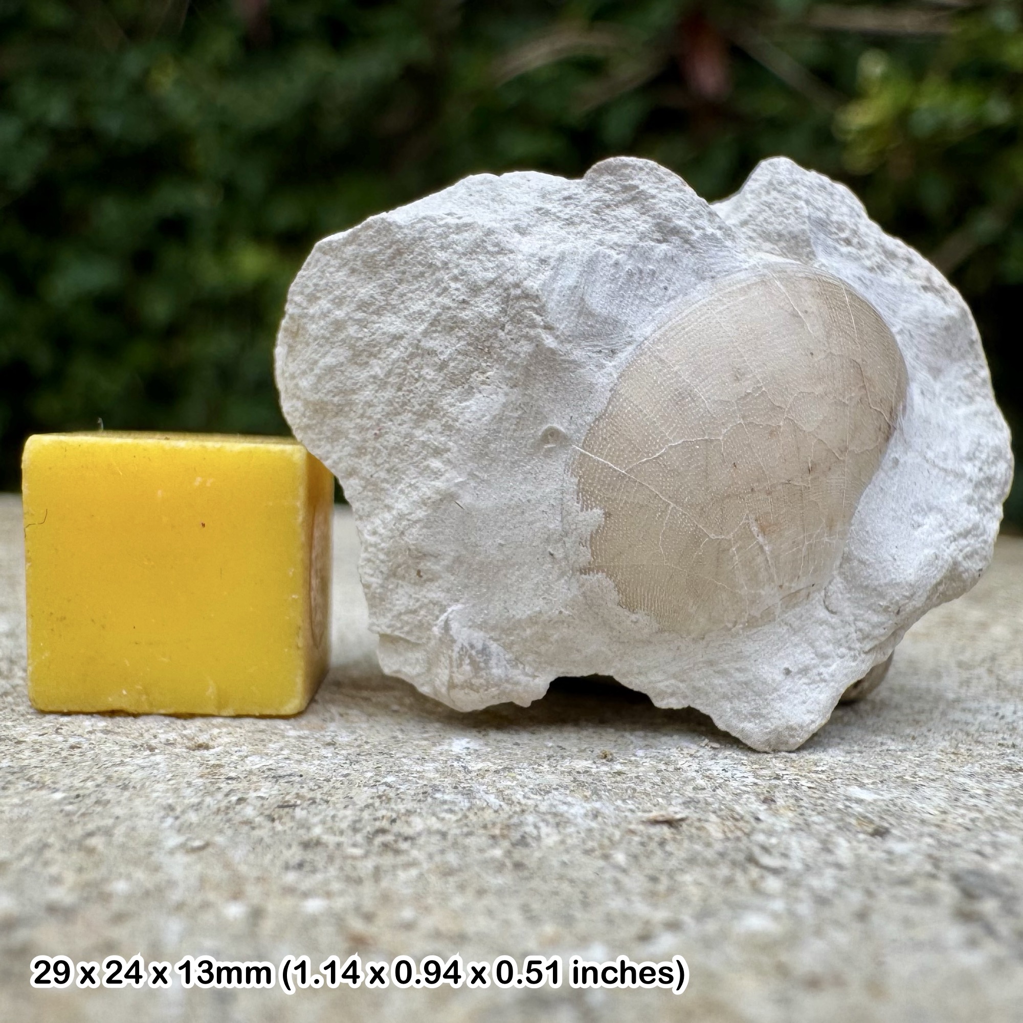 Fossil Bivalve Pholadomya Chalk Marl Cretaceous Southernham Quarry East Sussex UK