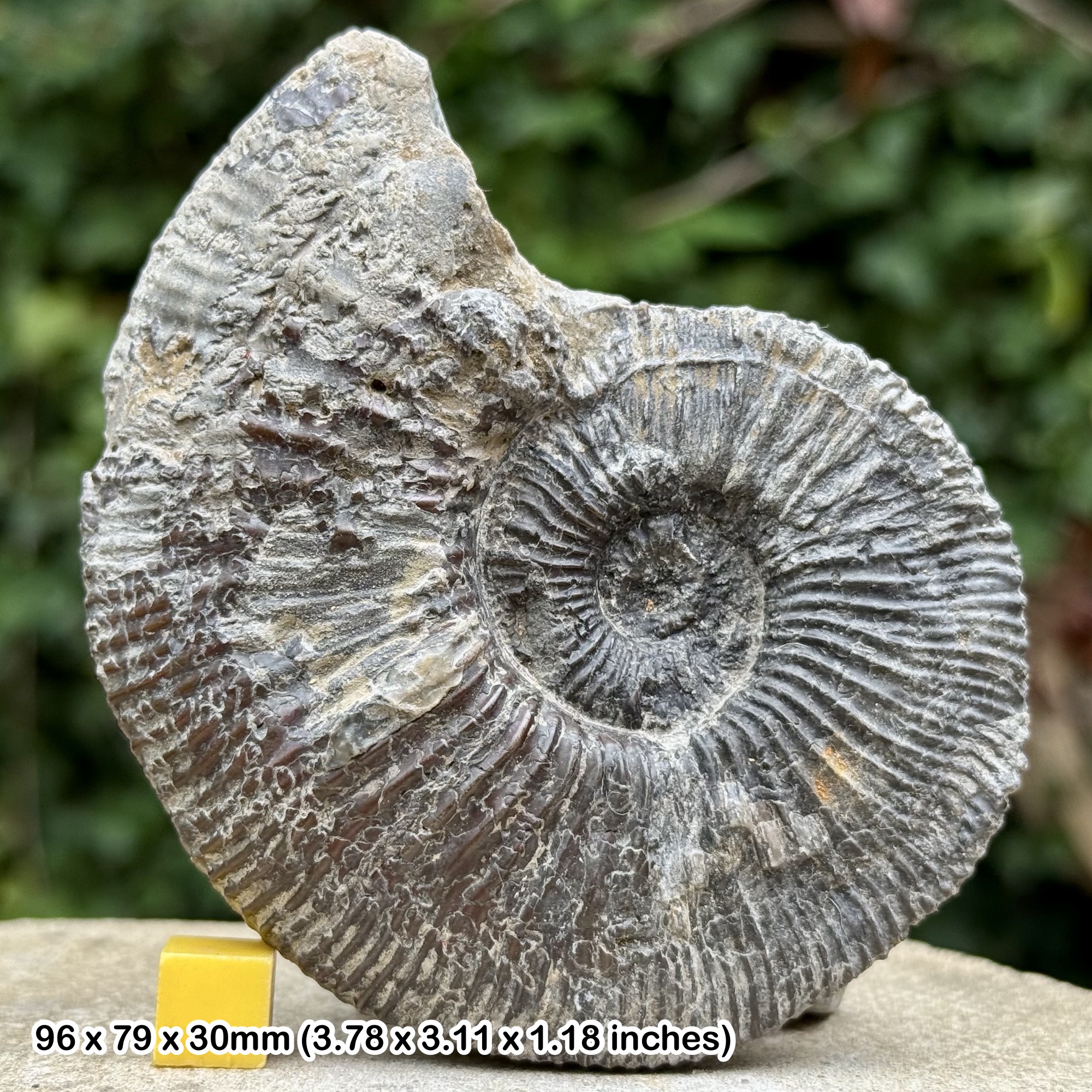 Fossil Ammonite Kosmoceras duncani Callovian Jurassic VILLEURS S MER France