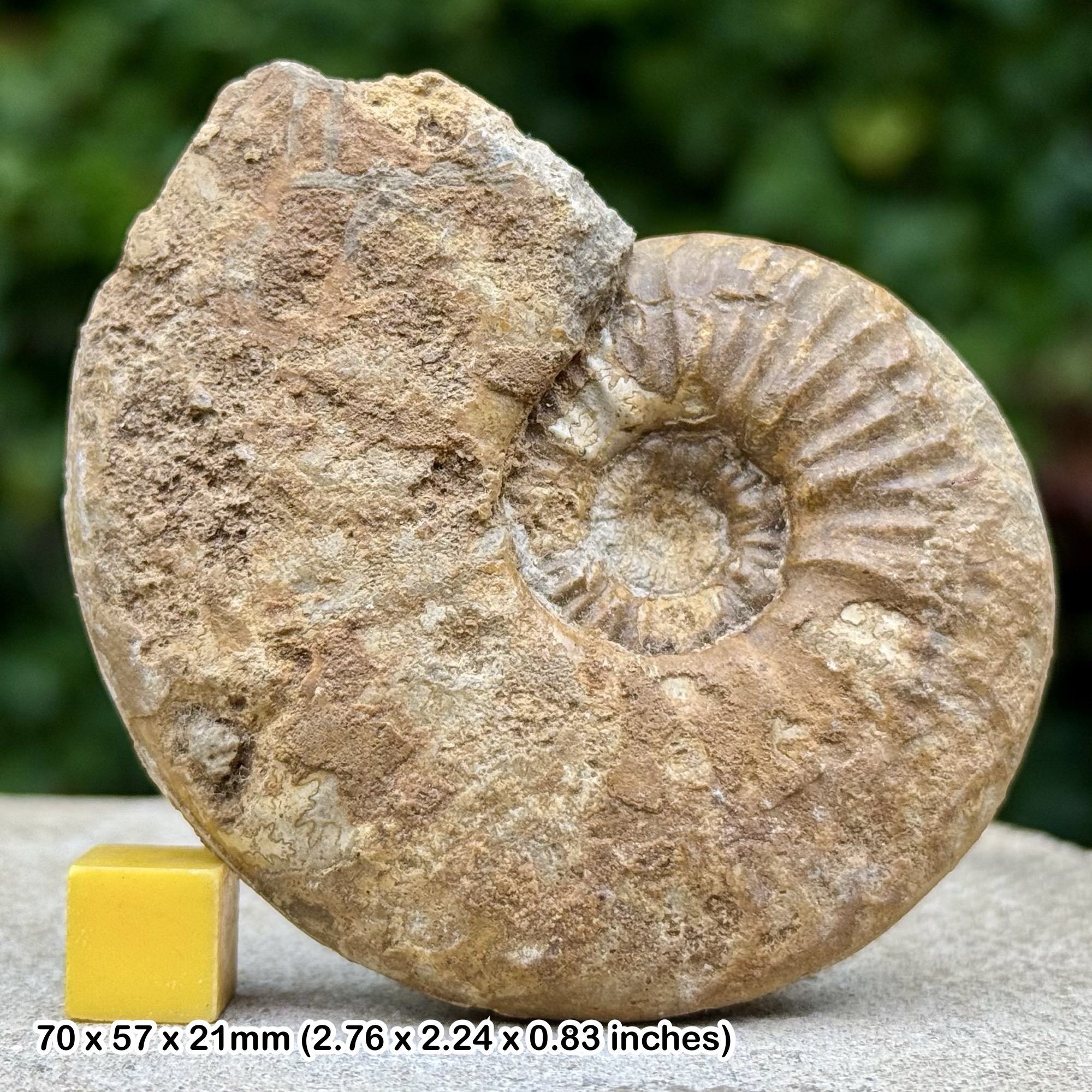 Fossil Ammonite Kosmoceras duncani Callovian Jurassic VILLEURS S MER France