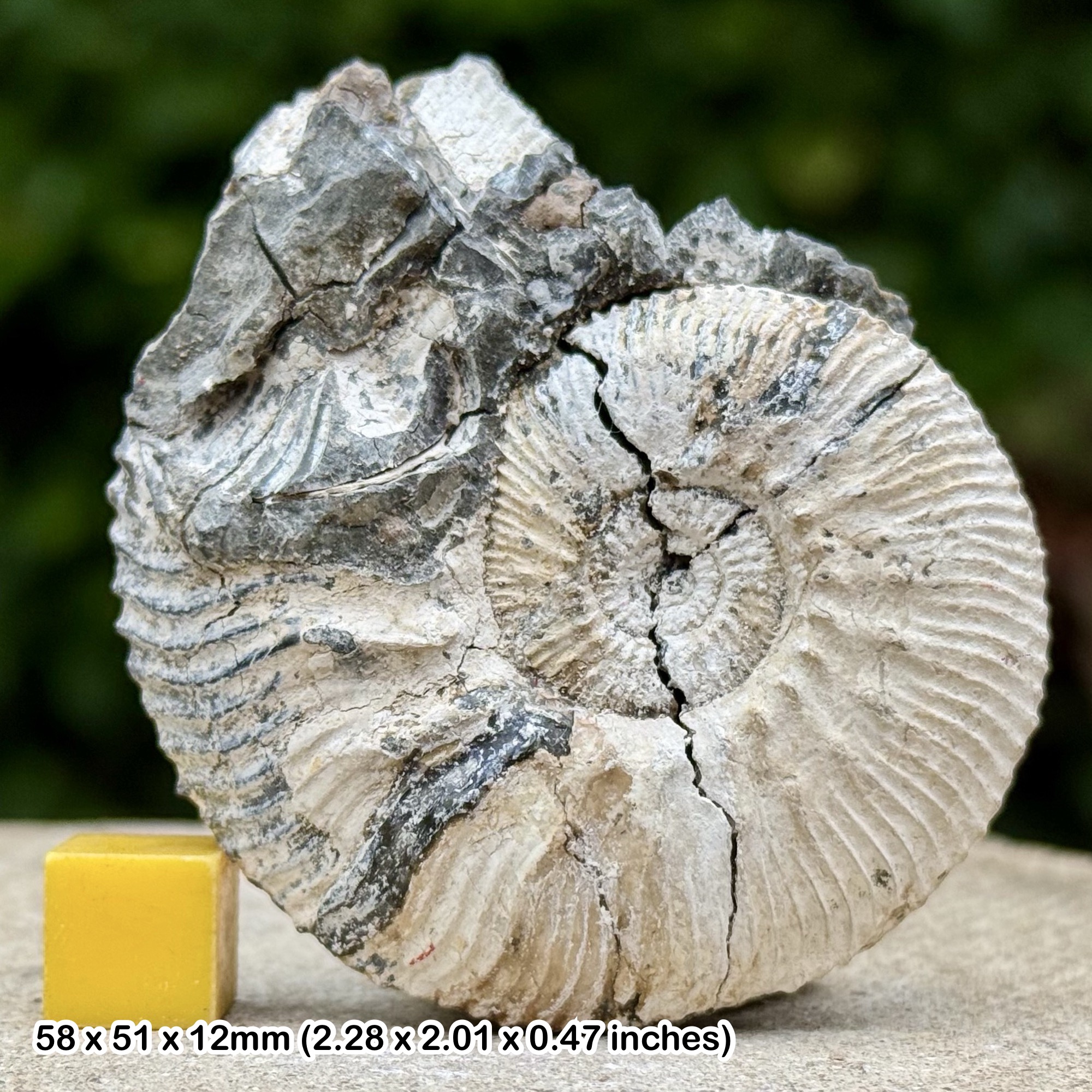Fossil Ammonite Kosmoceras jasoni Callovian Jurassic Wiltshire UK Genuine Specimen