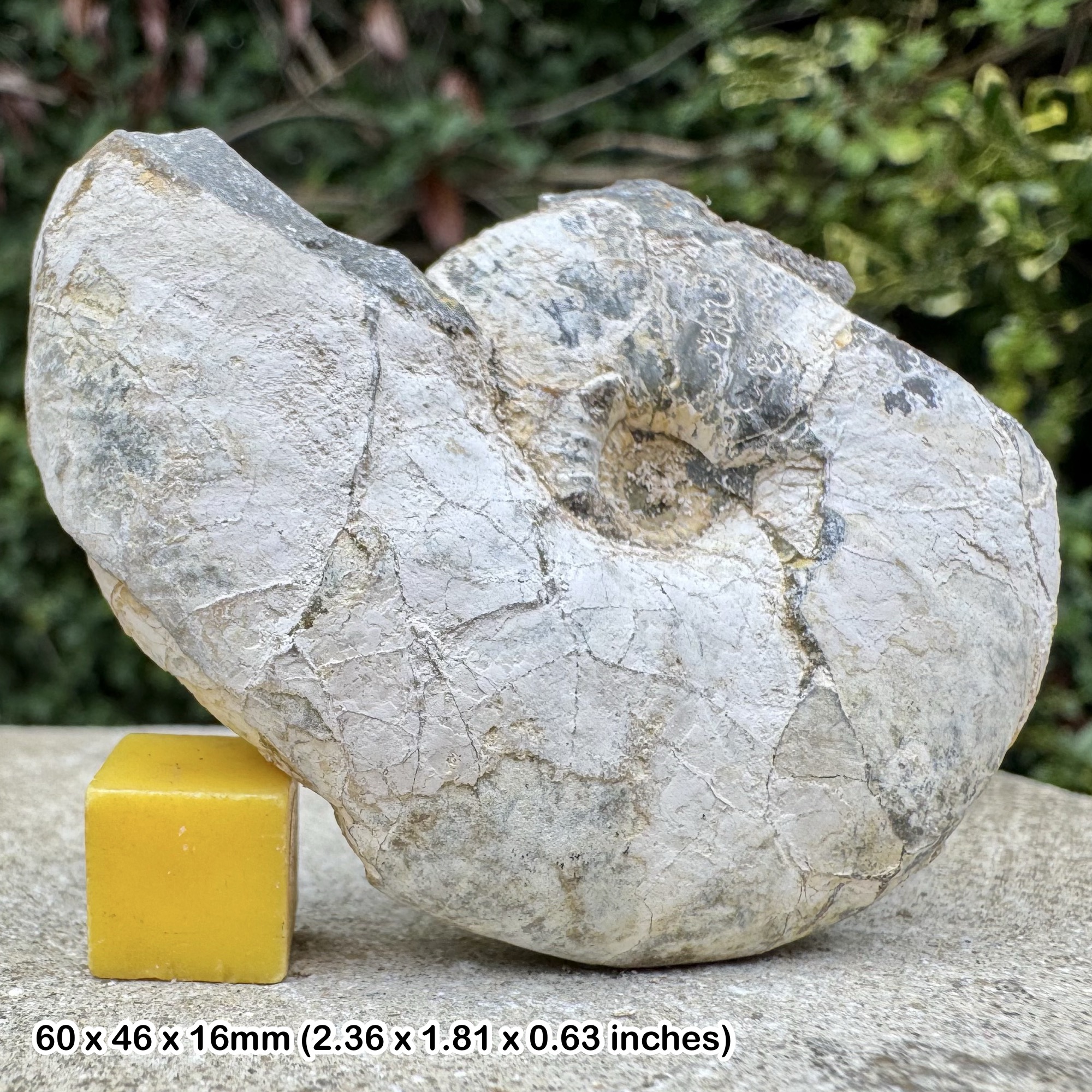 Fossil Ammonite Reineckia anceps Callovian Jurassic Wiltshire UK Genuine Specimen