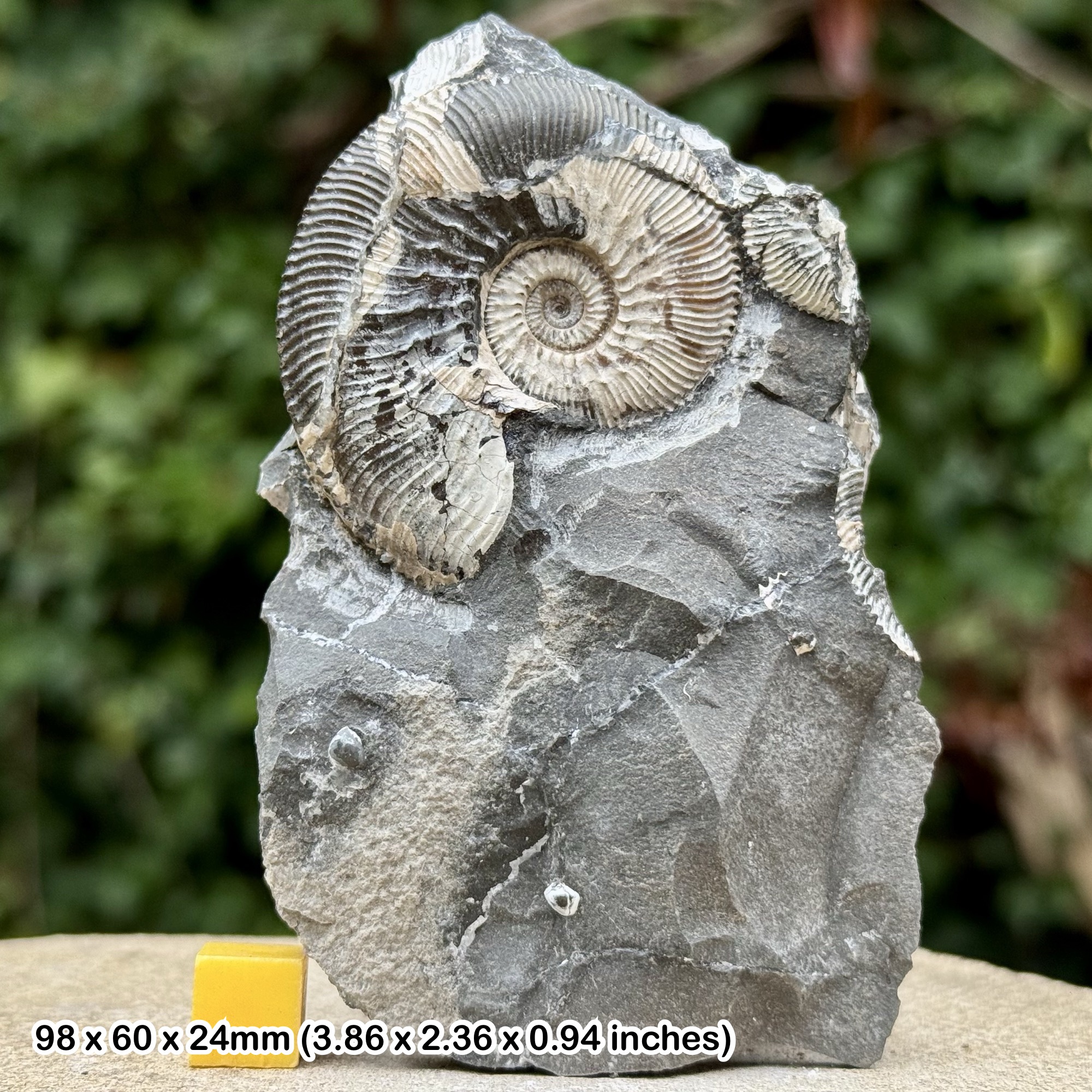 Fossil Ammonite Kosmoceras jasoni Callovian Jurassic Wiltshire UK Genuine Specimen