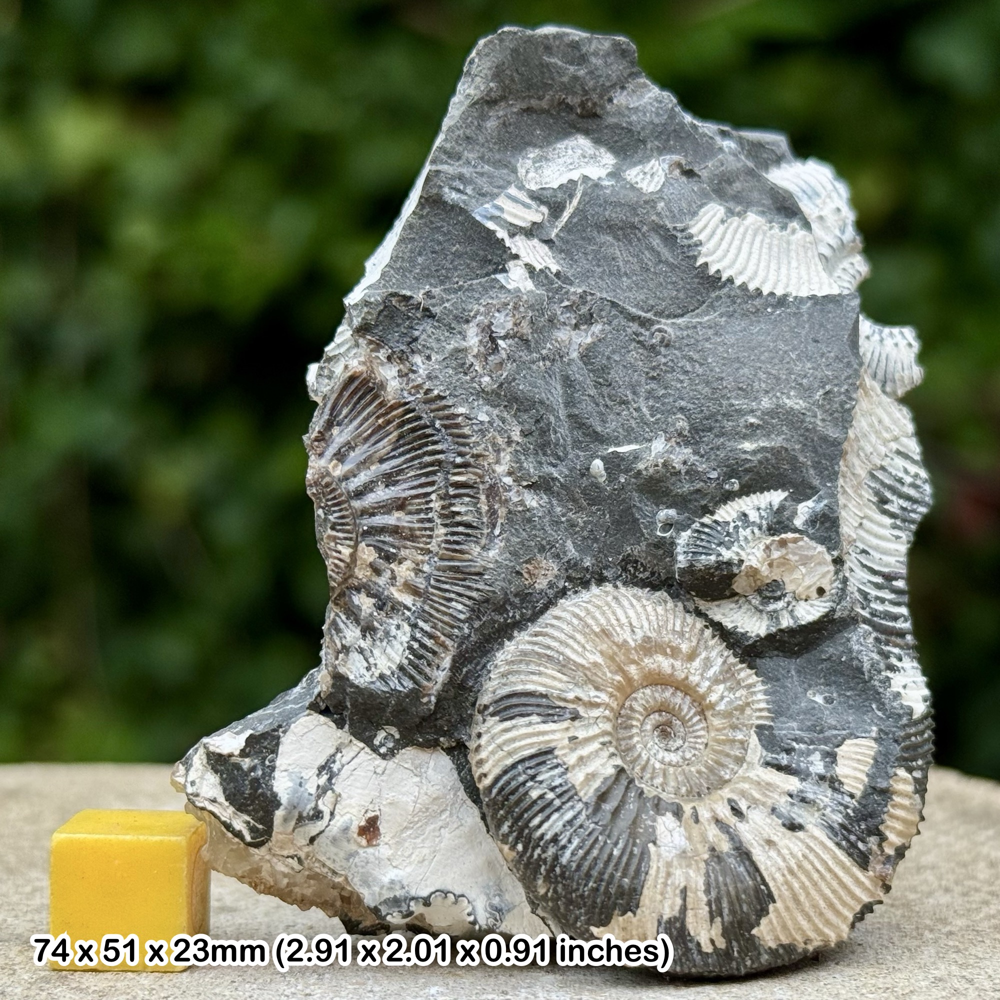 Fossil Ammonite Kosmoceras jasoni Callovian Jurassic Wiltshire UK Genuine Specimen