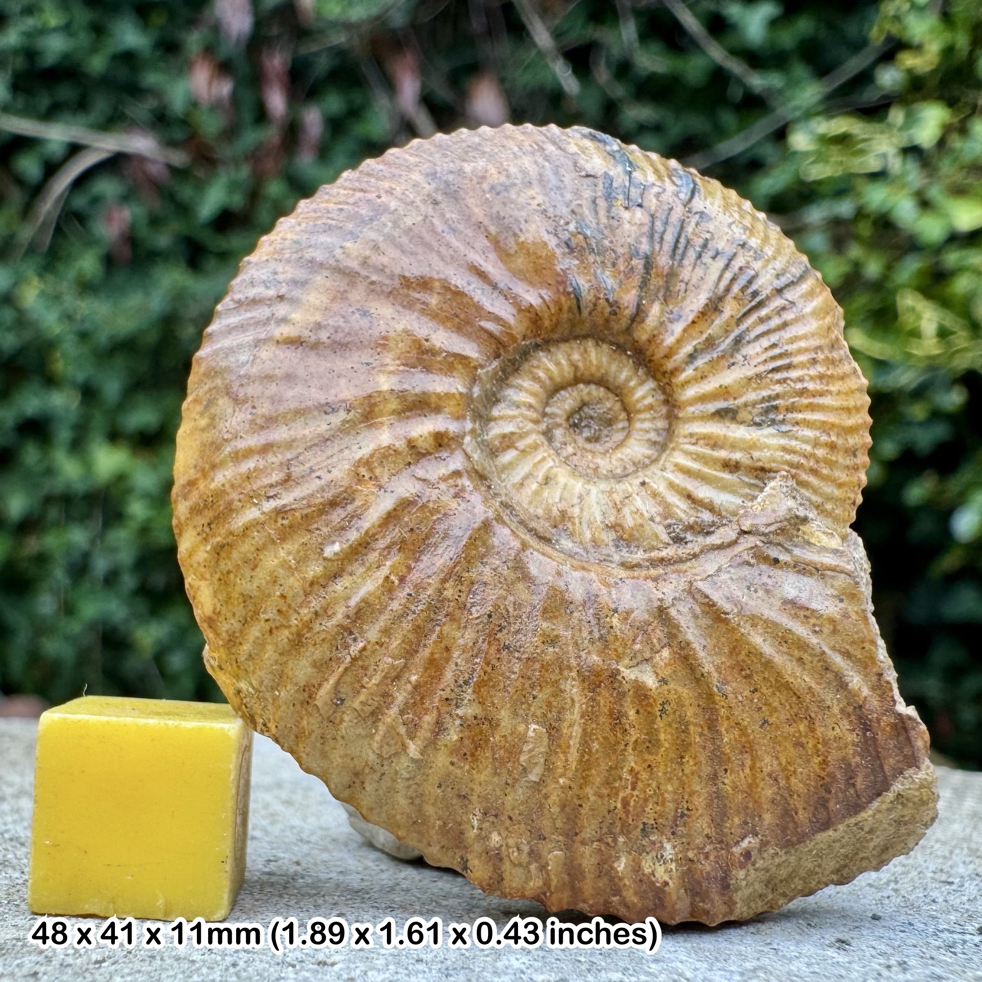 Fossil Ammonite Gulielmiceras gulielmii Jurassic Callovian Newbold Quarry Hull UK