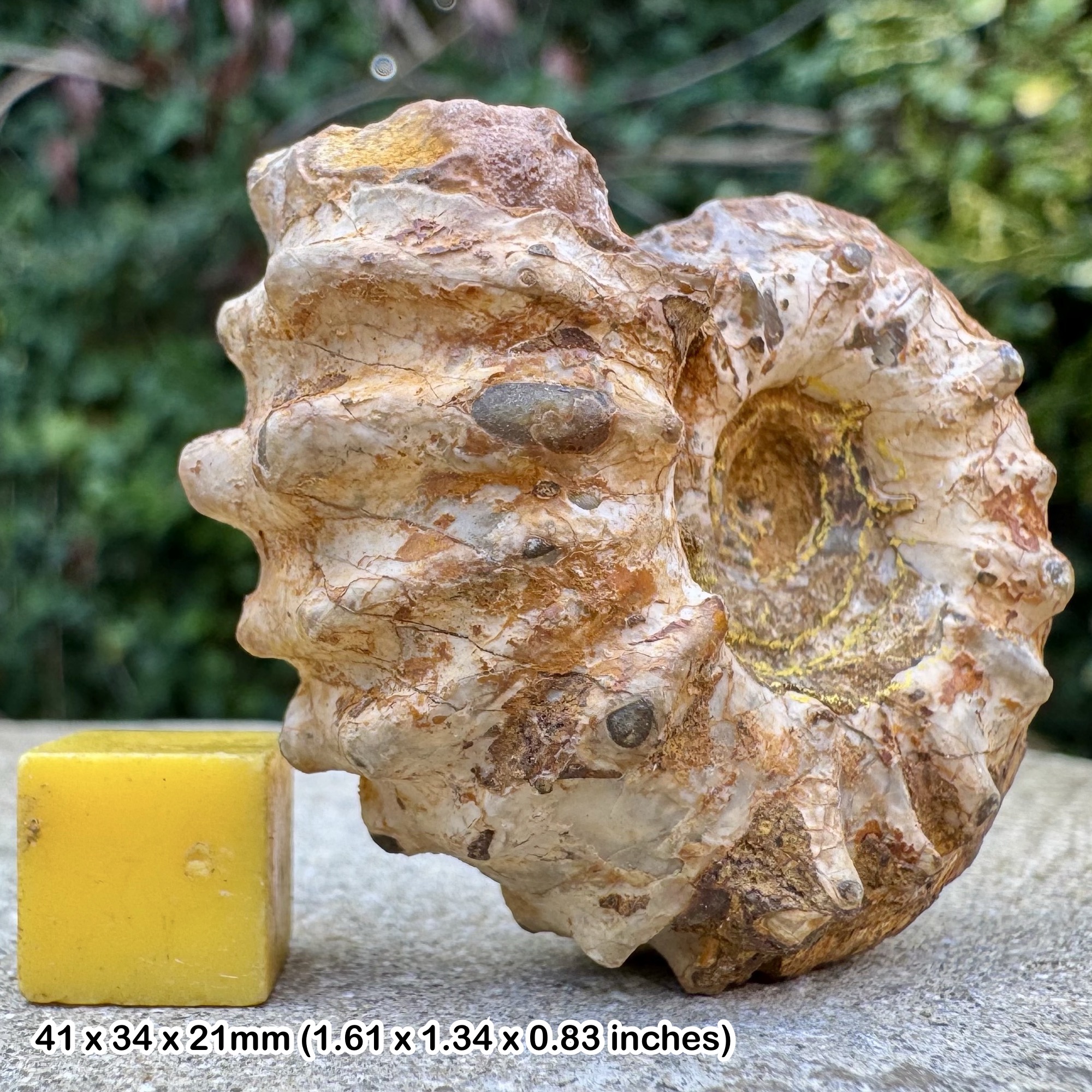 Fossil Ammonite Epicheloniceras tschernyschewi Upper Aptian Cretaceous Auggusac Tarn France with Certificate of Authenticity