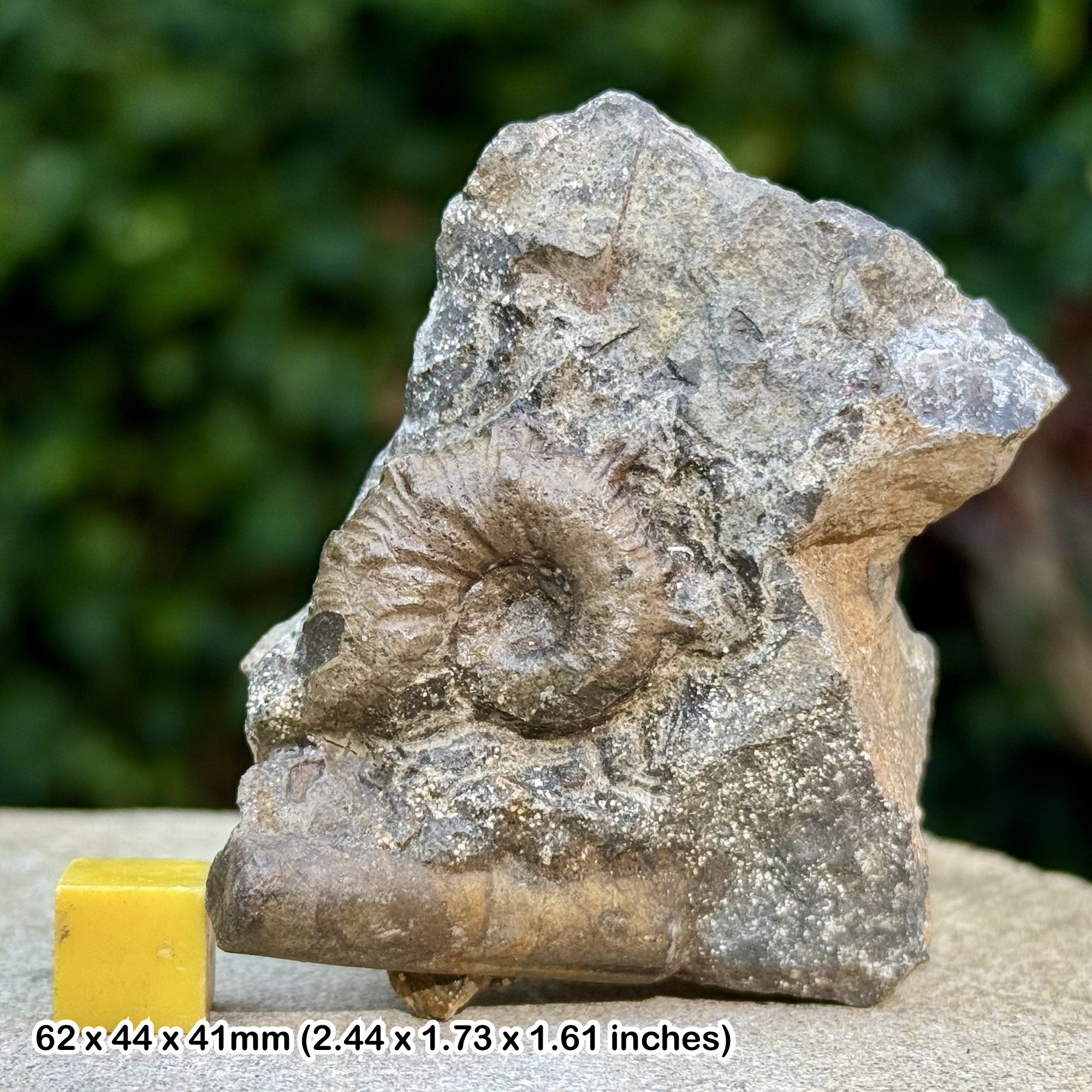 Fossil Ammonite Holcodiscus nodosus Upper Barremian Cretaceous Alps Maritime France with Certificate of Authenticity
