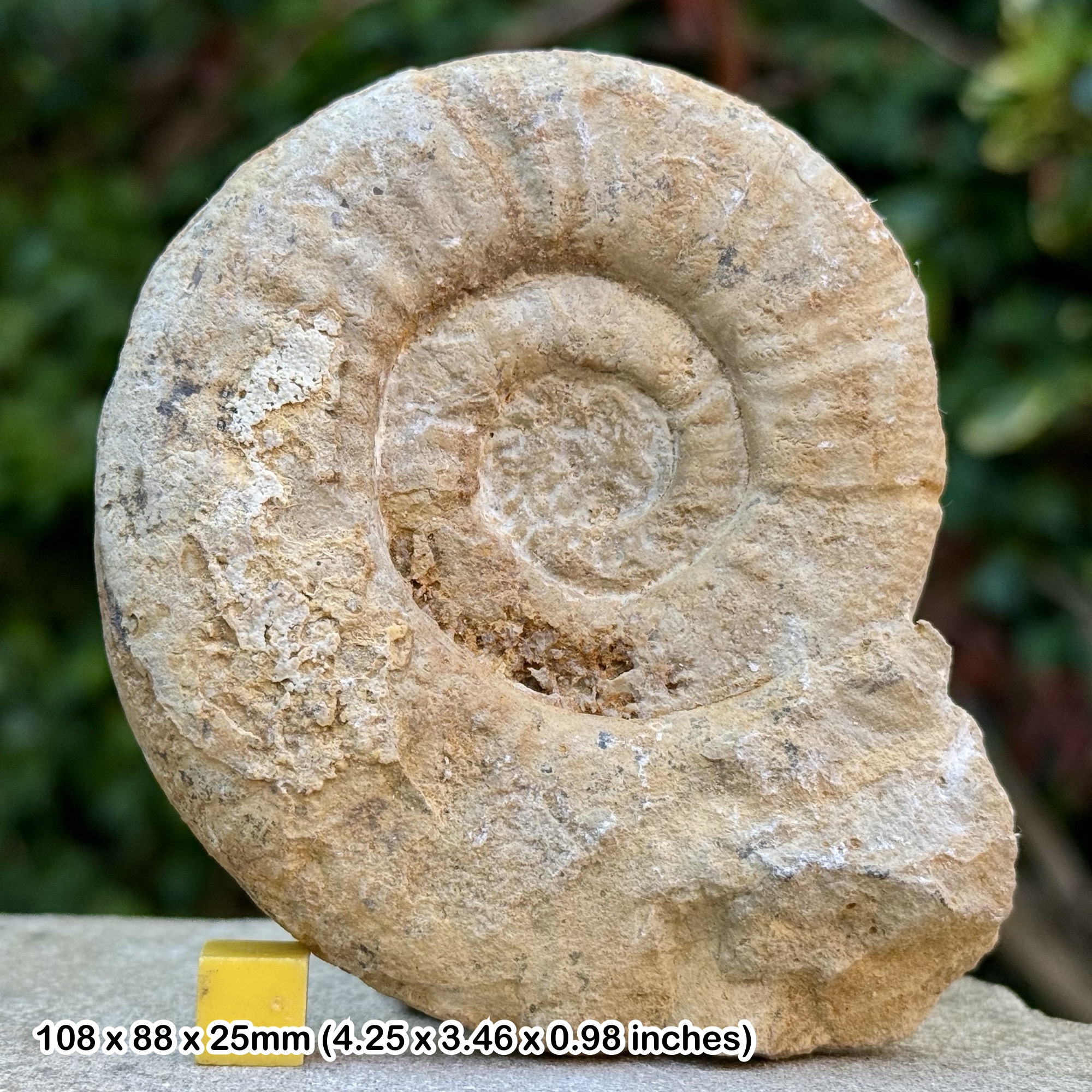 Fossil Ammonite Perisphinctes (Liosphinctes) apolipon Callovian Jurassic Belgium Authentic Collectors Specimen with COA