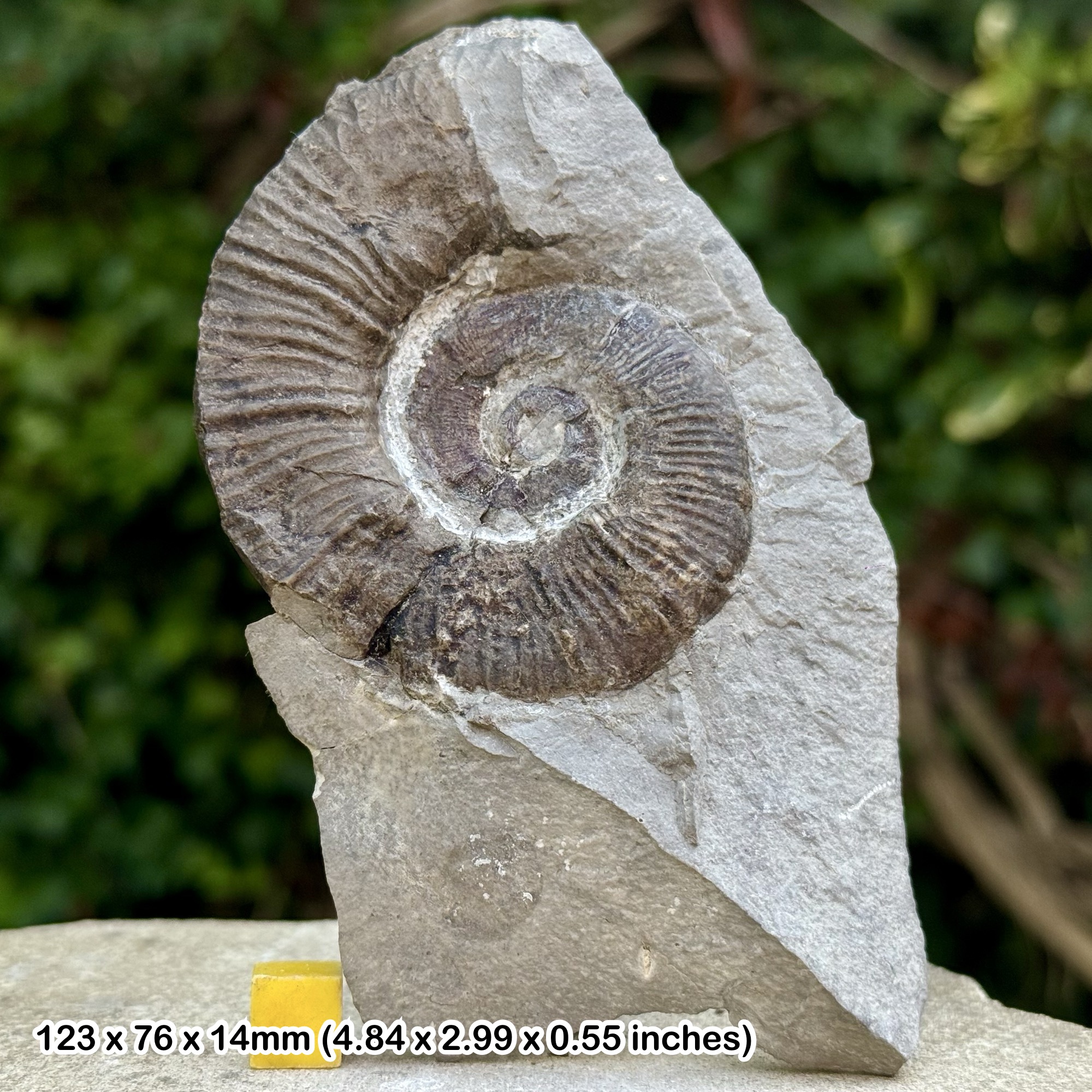 Rare Crioceratites loryi Heteromorph Fossil Ammonite Hauterivian Cretaceous Drome France Authentic Collectors Specimen with COA