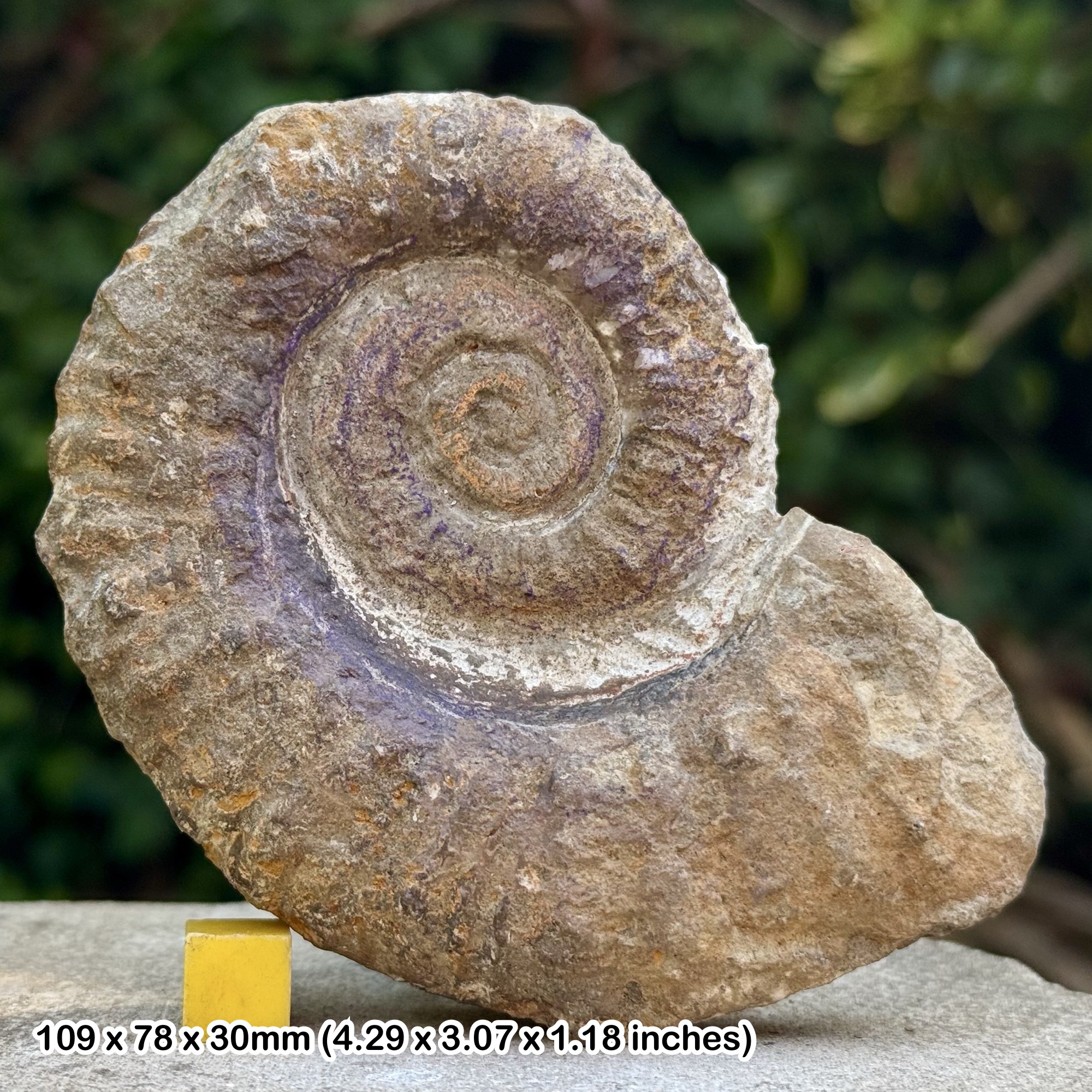 Rare Menuthiocrioceras hourcqui Heteromorph Fossil Ammonite Upper Hauterivian Cretaceous Madagascar Authentic Specimen with COA