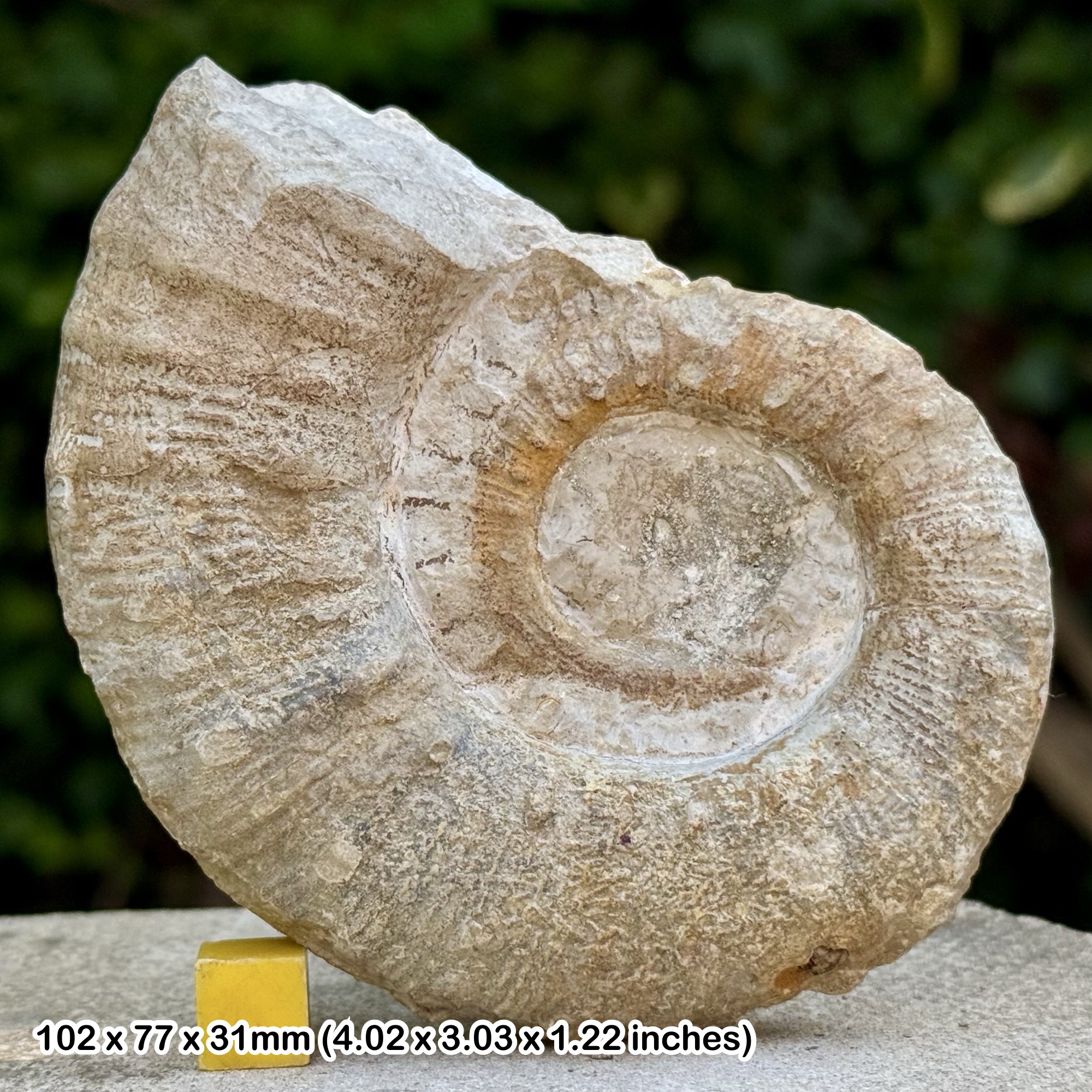 Rare Emericiceras Heteromorph Fossil Ammonite Hauterivian Cretaceous Drome France Authentic Collectors Specimen with COA