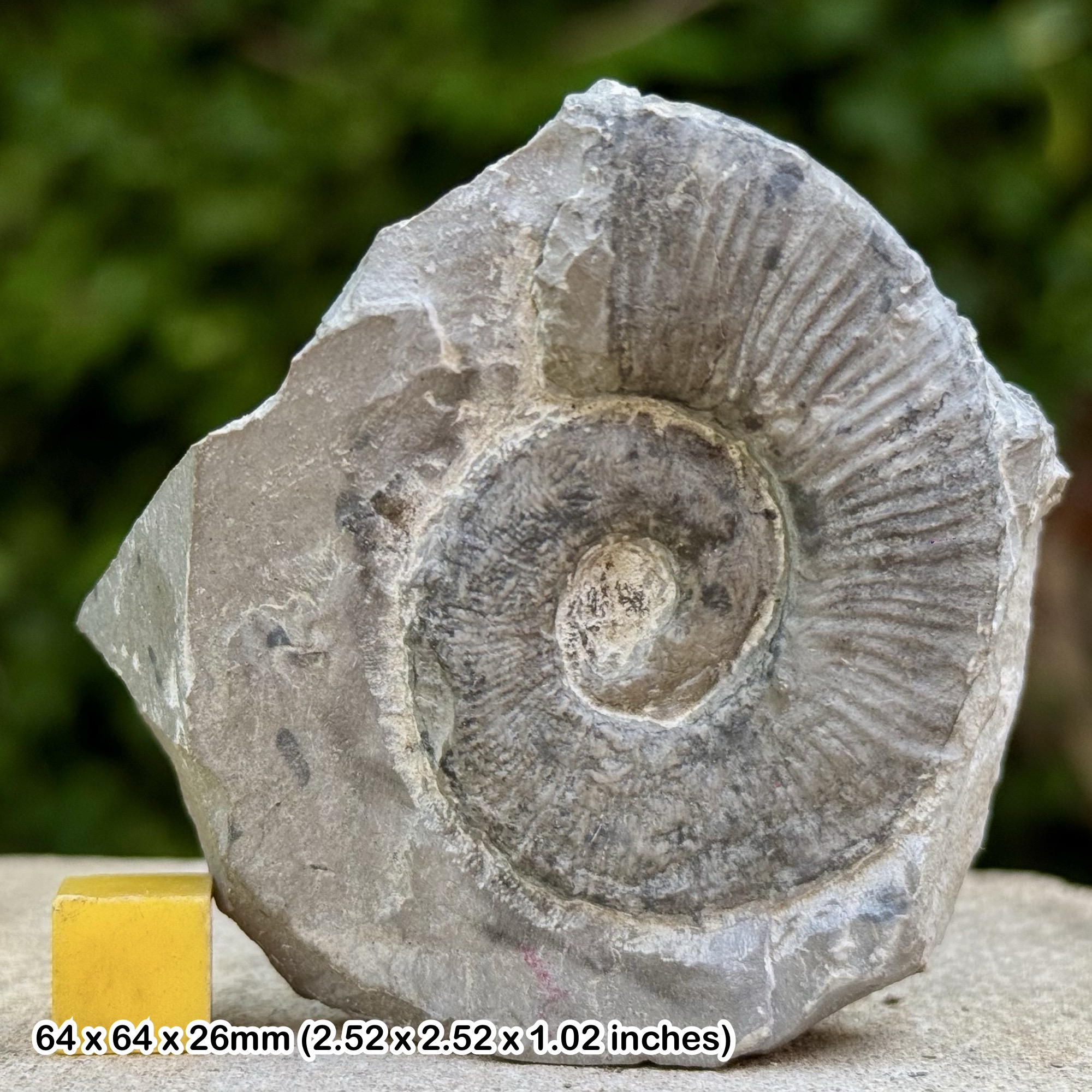 Rare Crioceratites majoricensis Heteromorph Fossil Ammonite Hauterivian Cretaceous Alps Haute Provence France with COA