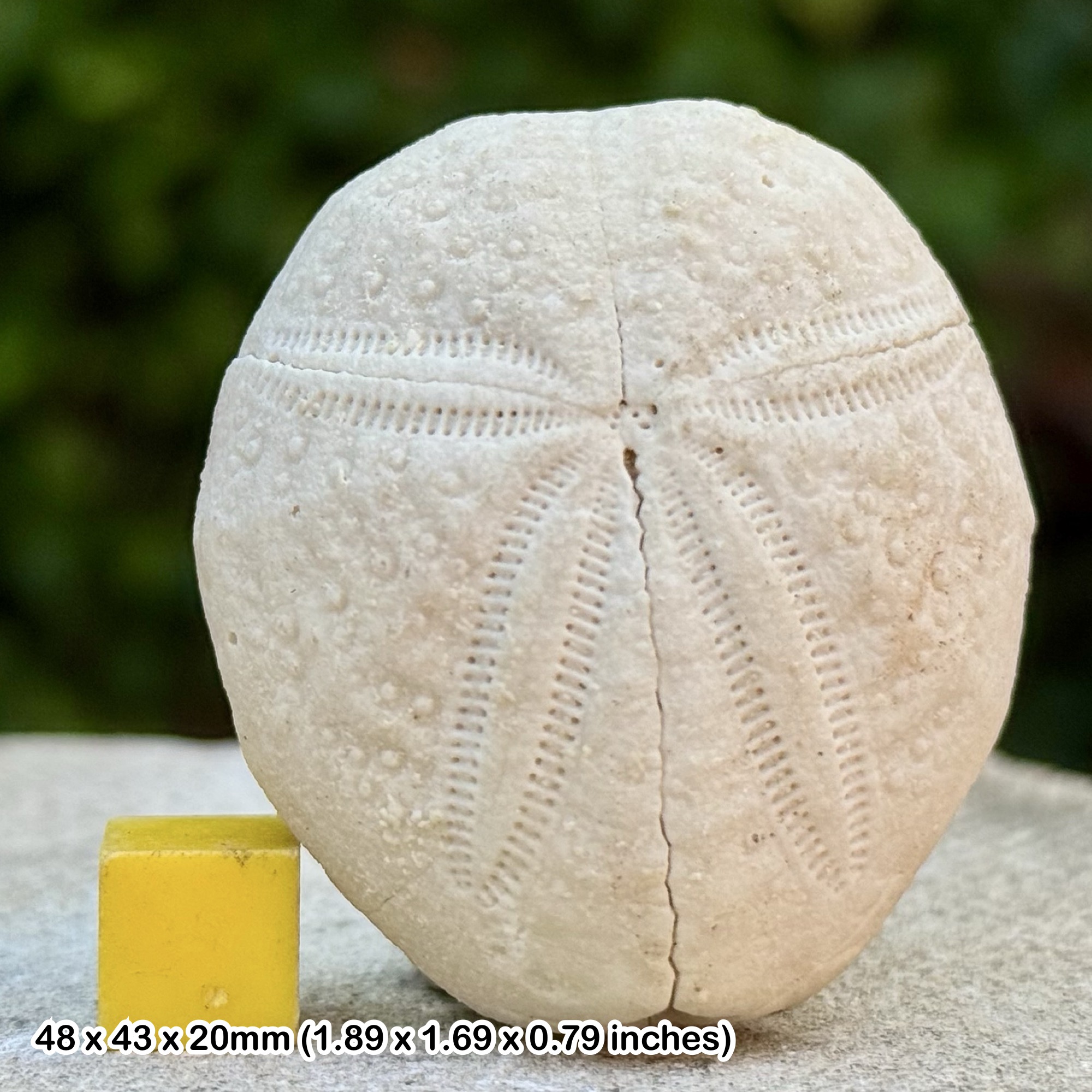 Eupatagus antillarum Fossil Echinoid Eocene Levy Co Florida USA Authentic Collector Specimen with Certificate of Authenticity