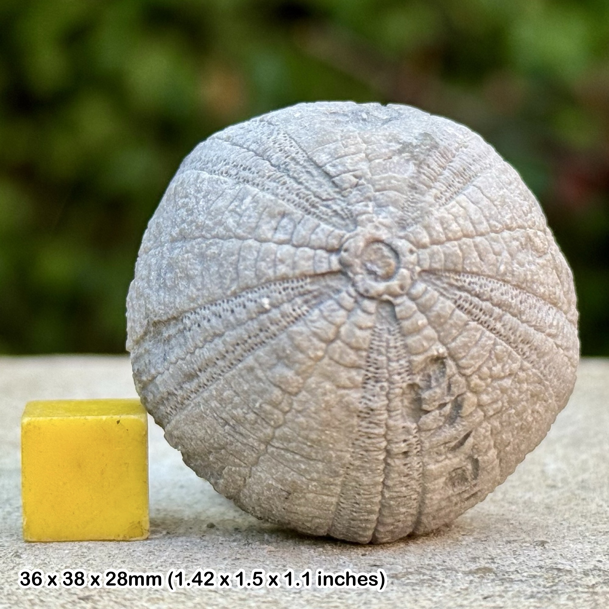 Stomechinus bigranularis Fossil Echinoid Jurassic Morocco Authentic Collector Specimen with Certificate of Authenticity