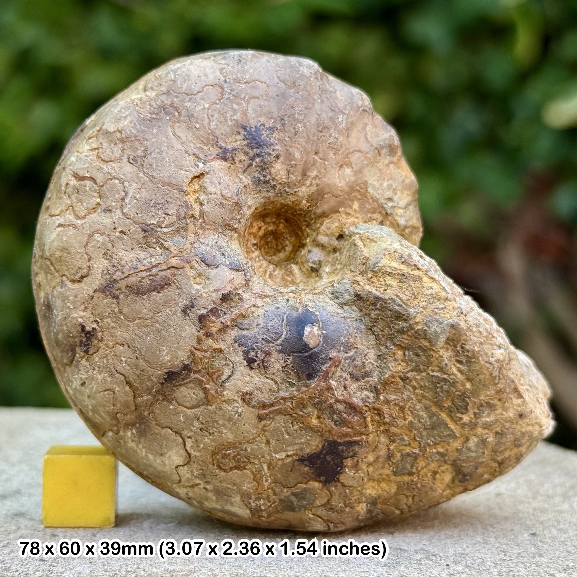 RARE Buchiceras bilobatum Ammonite Fossil Coniacian Cretaceous Peru Genuine Specimen with Certificate of Authenticity