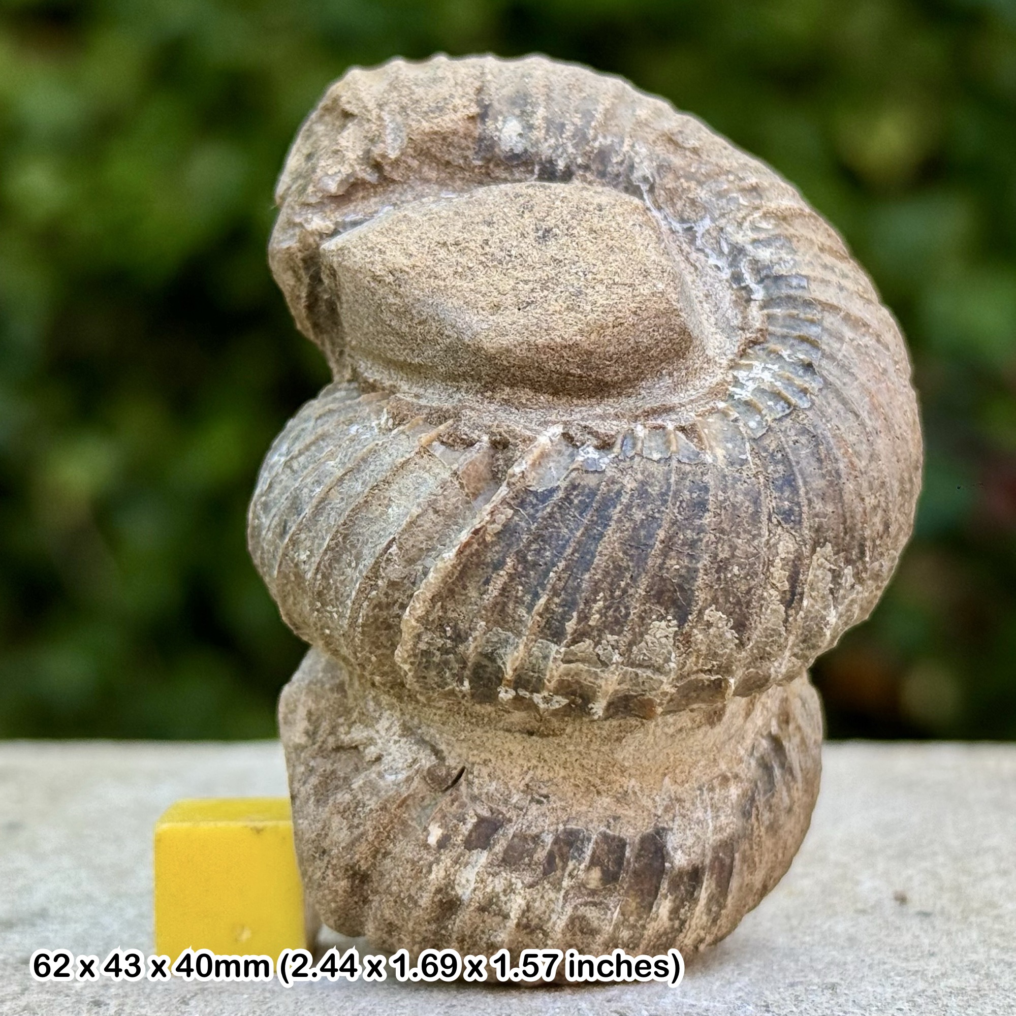 Rare Eubostrychoceras indopacificum Heteromorph Ammonite Fossil Coniacian Cretaceous Madagascar
