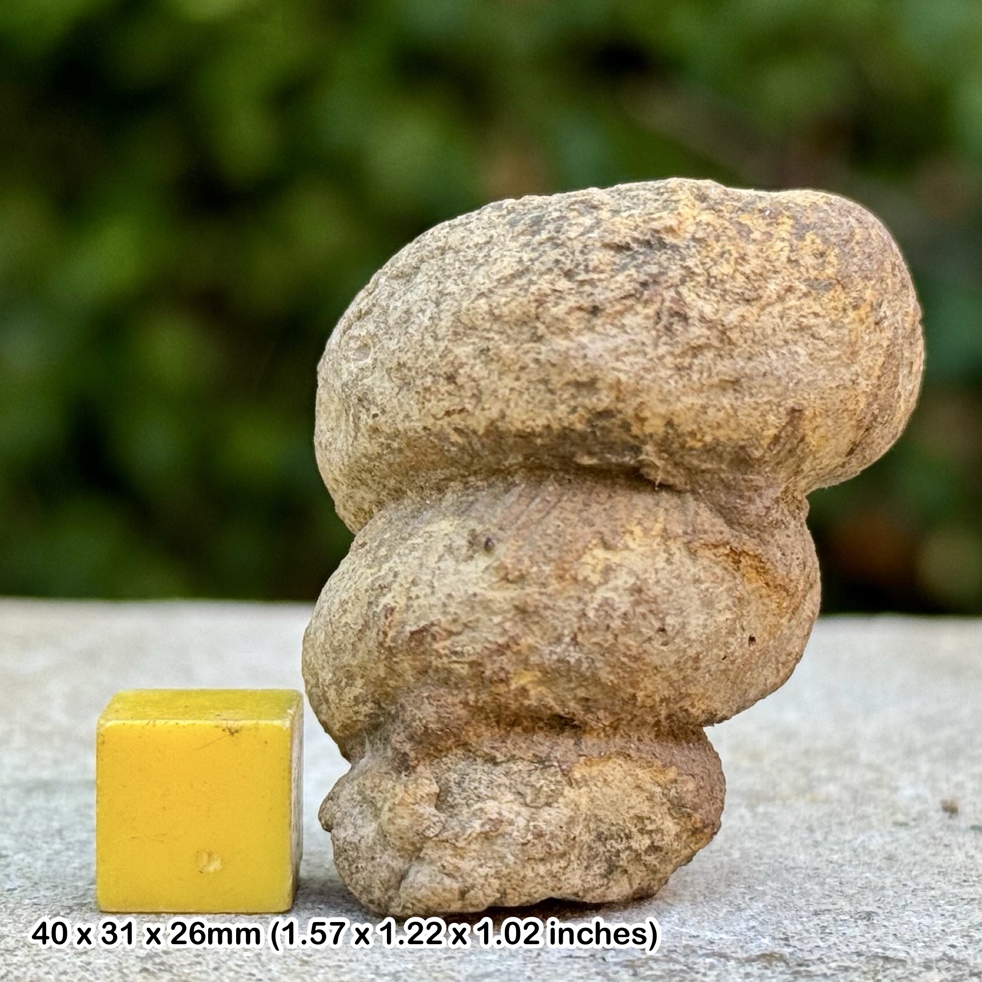 Rare Eubostrychoceras indopacificum Heteromorph Ammonite Fossil Coniacian Cretaceous Madagascar