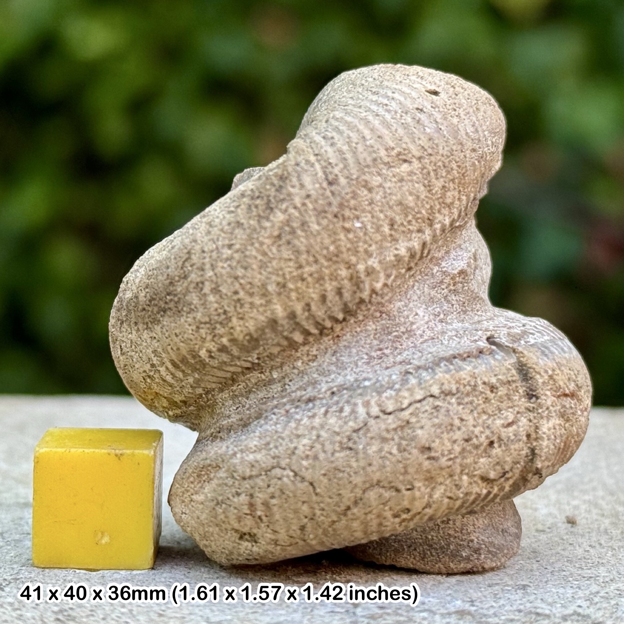 Rare Eubostrychoceras indopacificum Heteromorph Ammonite Fossil Coniacian Cretaceous Madagascar