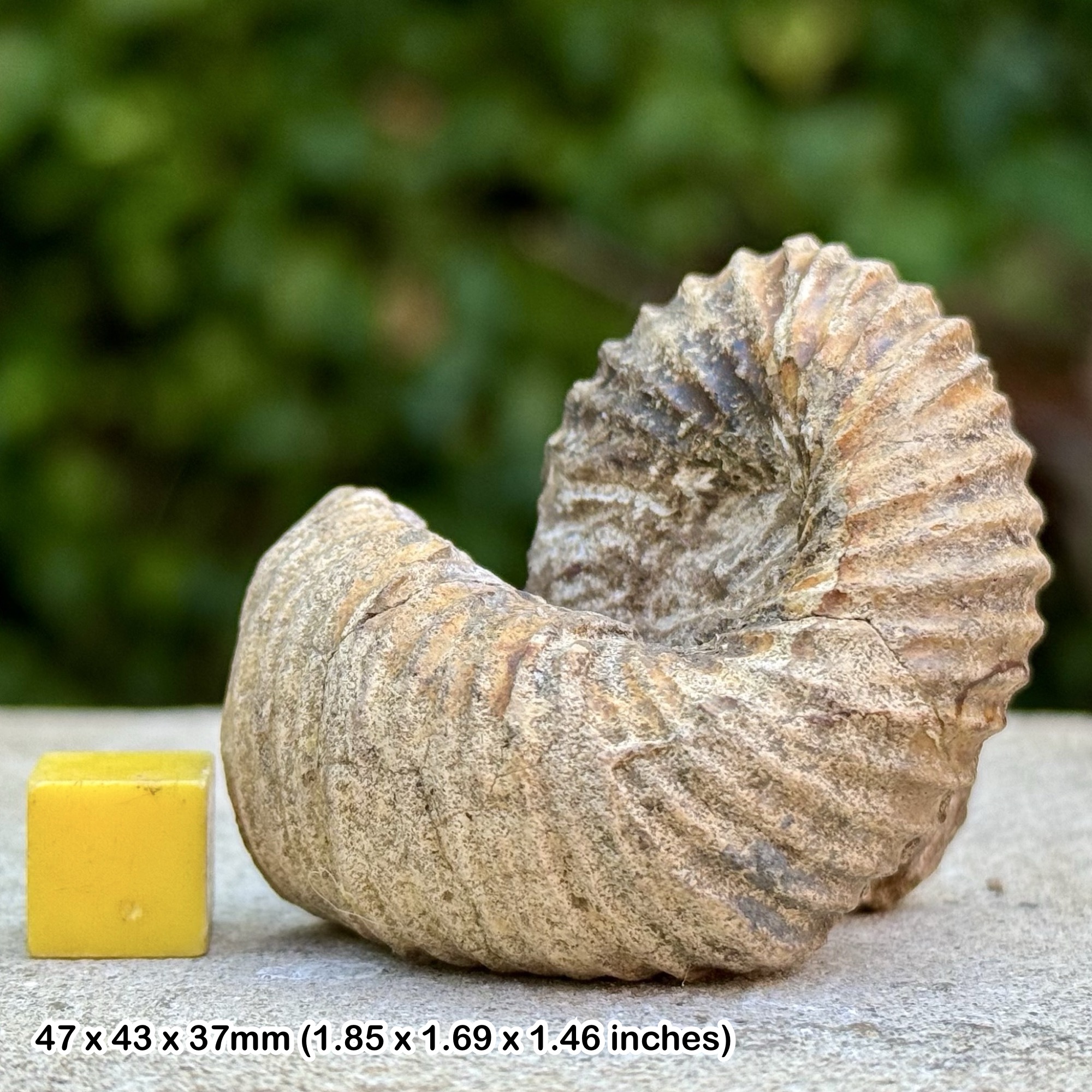 Rare Bostrychoceras boulei Ammonite Fossil Lower Campanian Cretaceous Tsiribina Madagascar with Certificate of Authenticity