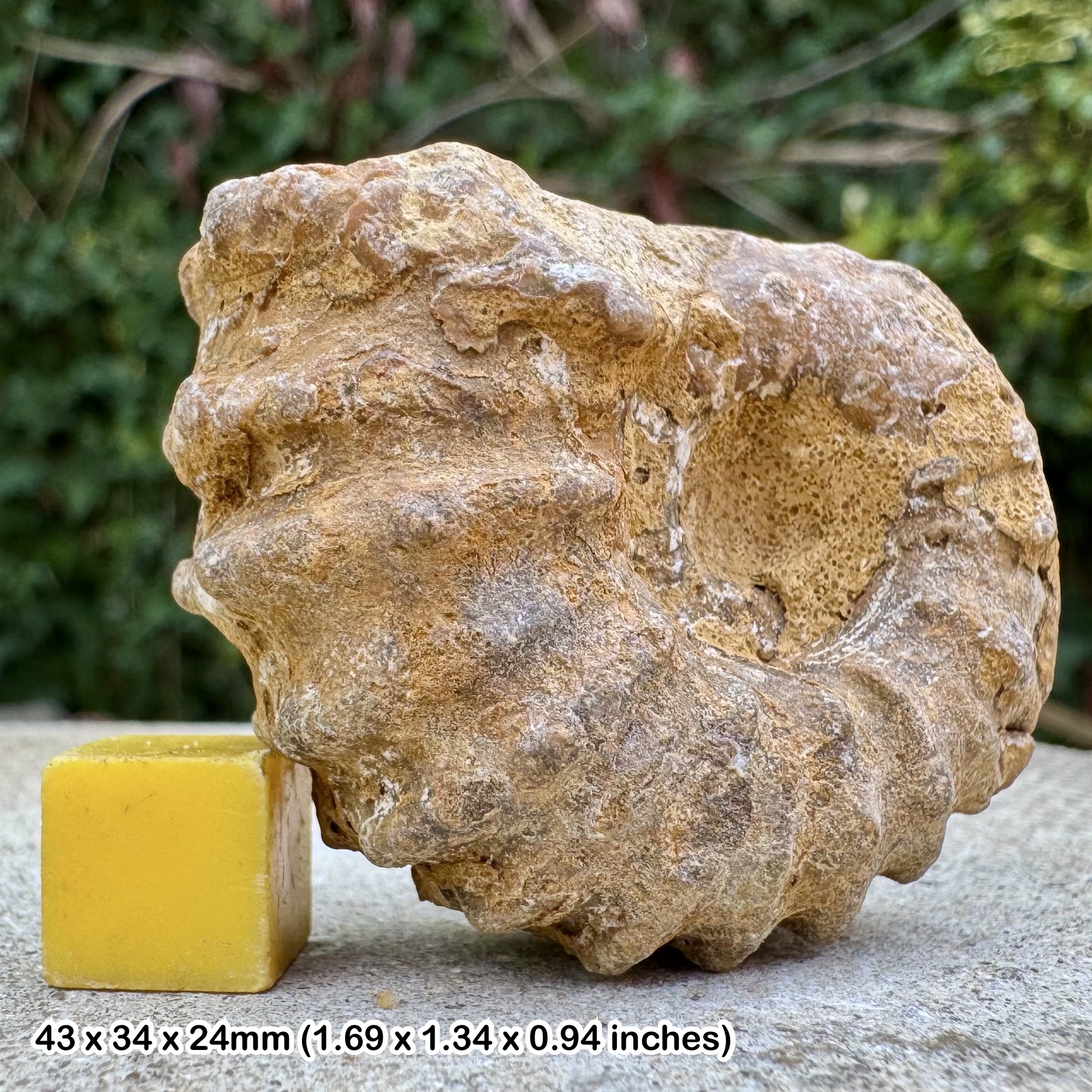 Douvilleiceras Ammonite Fossil Jurassic Madagascar Authentic Specimen with Certificate of Authenticity